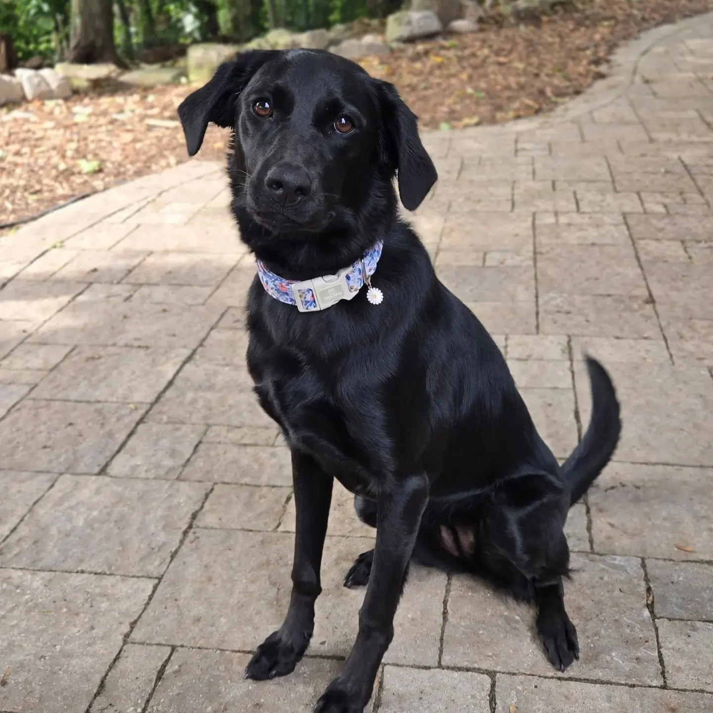 Nova is back for our Off-Leash Obedience Program! 💙💚 She previously completed her Puppy Foundations Program back in February! 🤓
.
.
.
Contact us for a free consultation!
(905) 462-3590 
info@ek9.ca 
ek9.ca