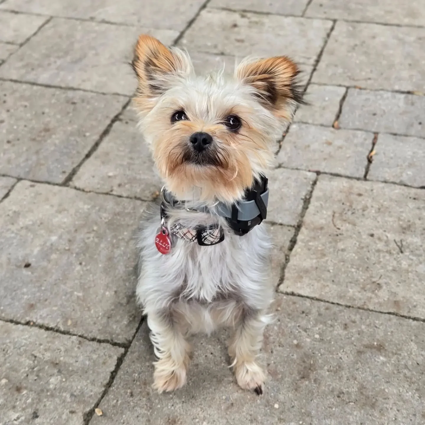 Elly is back for our Boarding for Alumni Program! 💚💙
.
.
.
Contact us for a free consultation!
(905) 462-3590 
info@ek9.ca 
ek9.ca