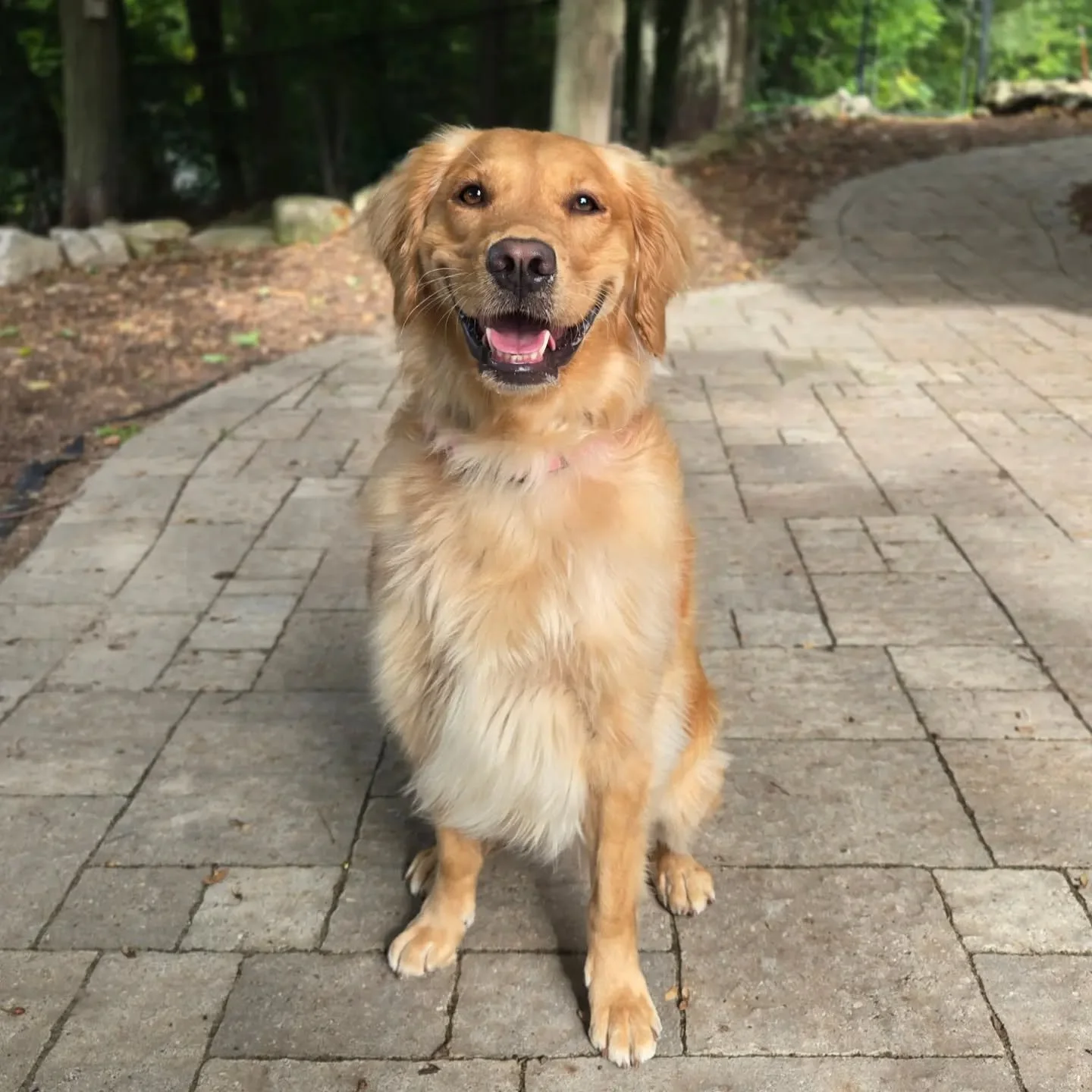 Welcome Stella to our Behaviour Modification Program! 💙💚
.
.
.
Contact us for a free consultation!
(905) 462-3590 
info@ek9.ca 
ek9.ca