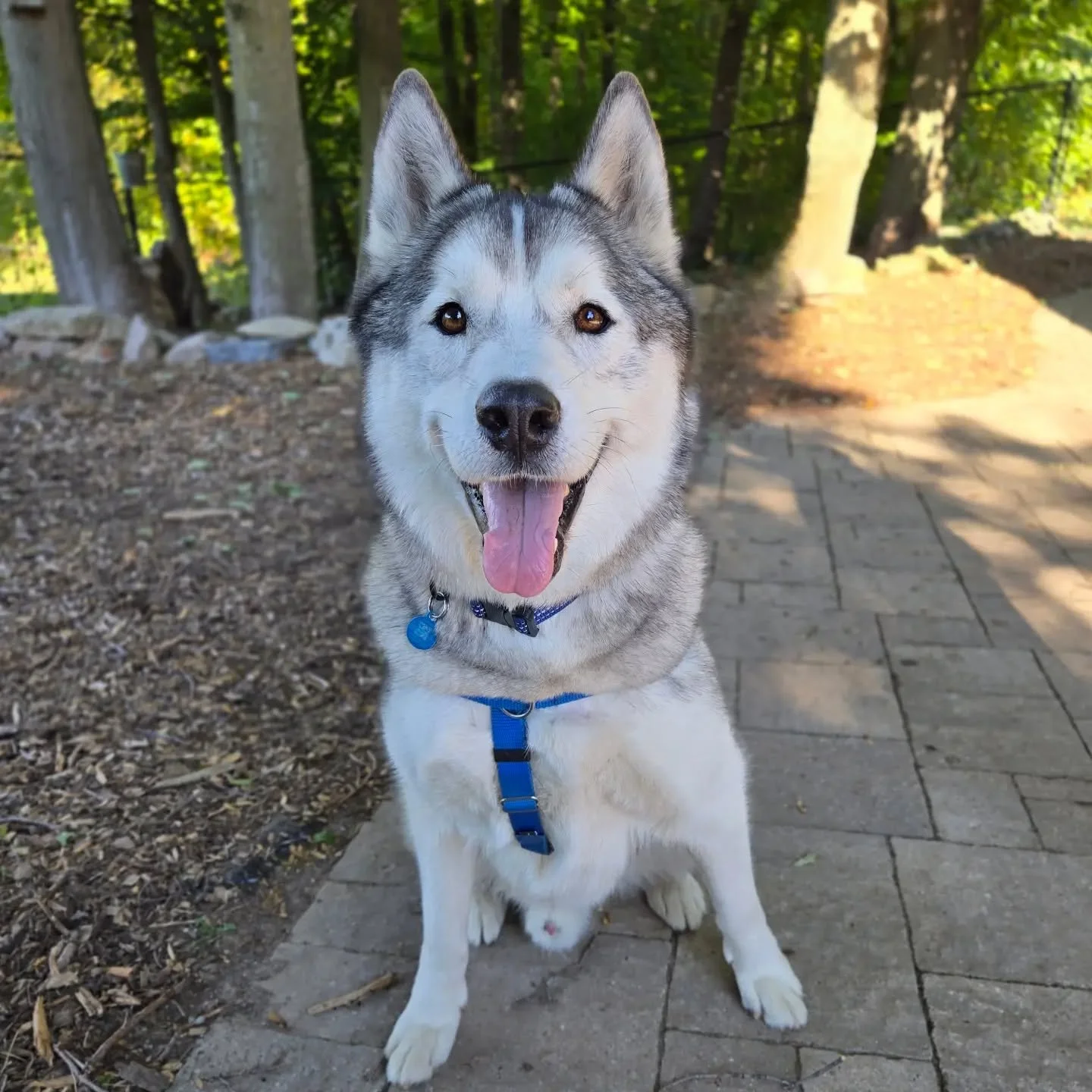 Welcome Hudson to our Off-Leash Obedience Program! 💙💚
.
.
.
Contact us for a free consultation!
(905) 462-3590 
info@ek9.ca 
ek9.ca