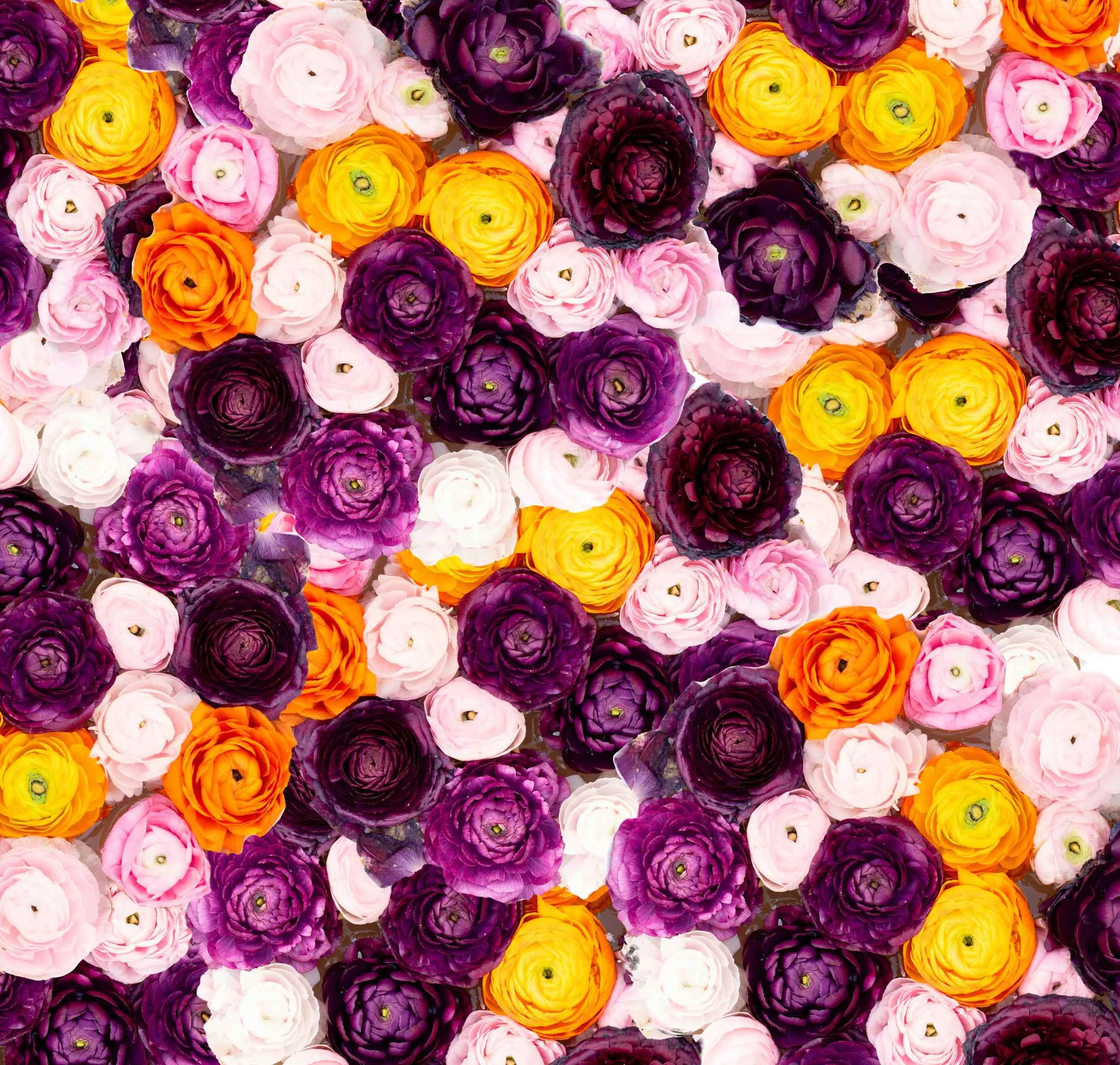 bright color flowers.jpg