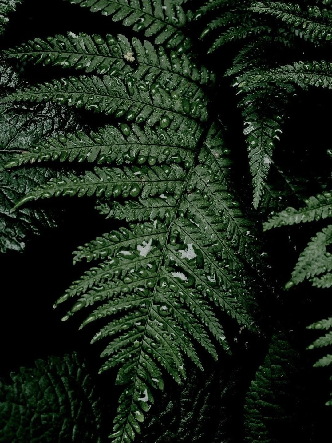 🌿 https://www.volanjarafragrances.com/

#website #nature #volanjara #experience #univers #reconfort #bien&ecirc;tre