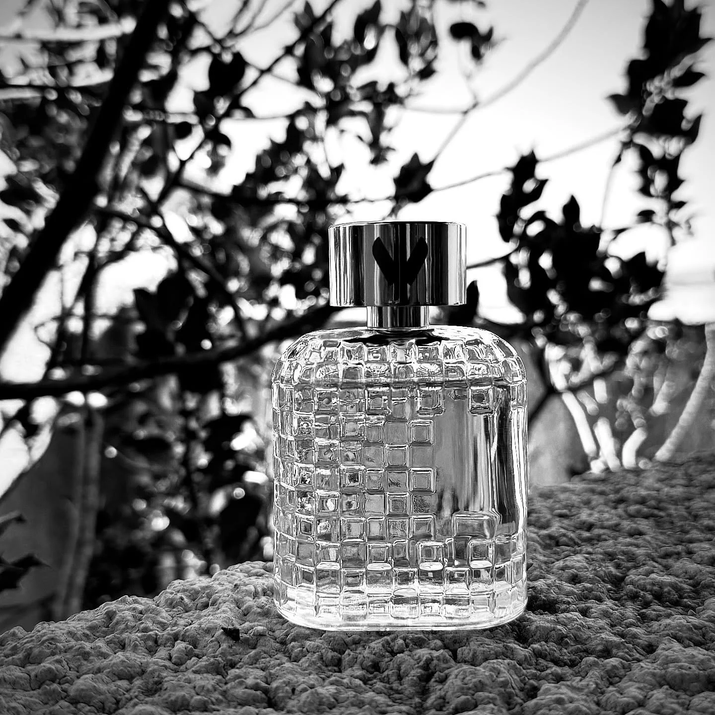 Dans le jardin Volanjara &agrave; Montpellier. 

#autumn #volanjara #parfum #niche #creation #garden #montpellier #suddefrance #occitanie #nature #blackandwhite