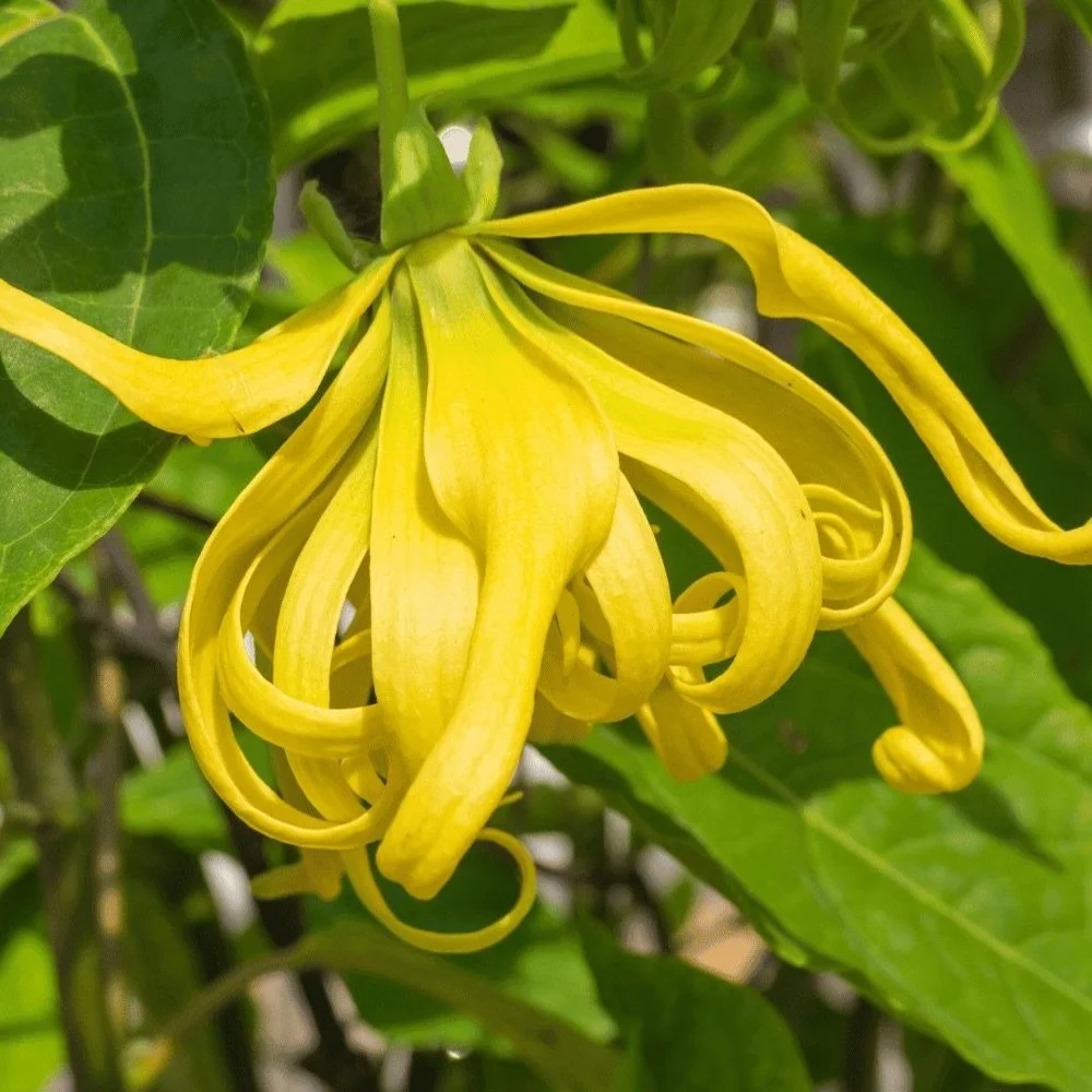 🌿 Et si la paix avait une odeur ?

Volanjara est plus qu&rsquo;un parfum.
C&rsquo;est une invitation &agrave; la paix int&eacute;rieure. Dans un monde qui nous pousse &agrave; courir, &agrave; performer, &agrave; absorber&hellip;
Ce parfum a &eacute