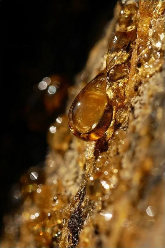 Ambre