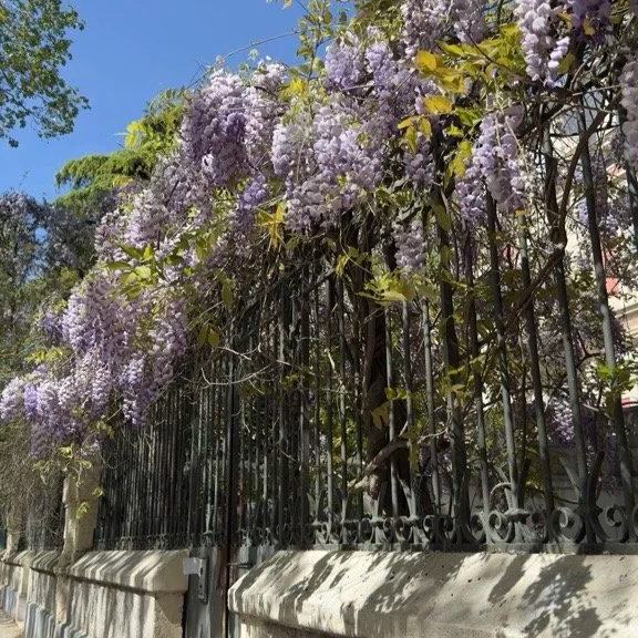 portail en fer forgé fleuri de glycine à Montpellier dans le quartier des Arceaux