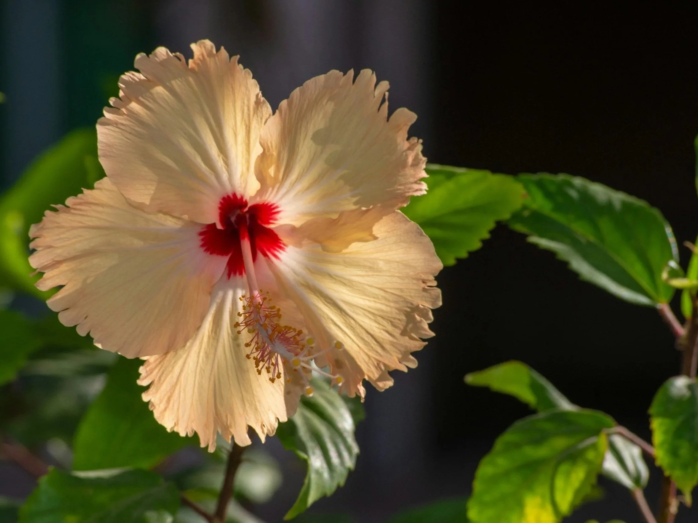 Une fleur de hibiscus de couleur crème avec le centre rouge et des étamines jaunes, entourée de feuilles vertes.