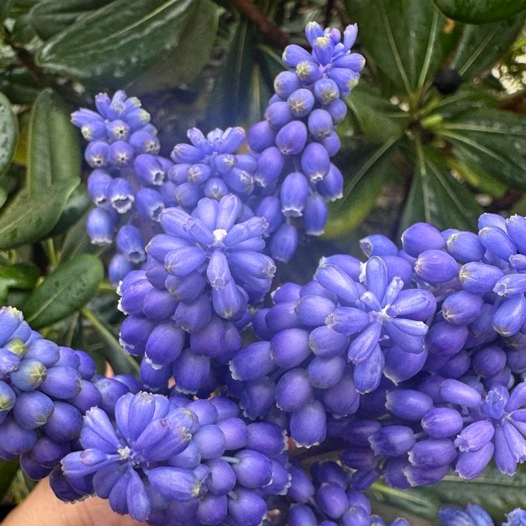 Rameau de grappes de fleurs violettes sur une plante avec feuilles vertes
