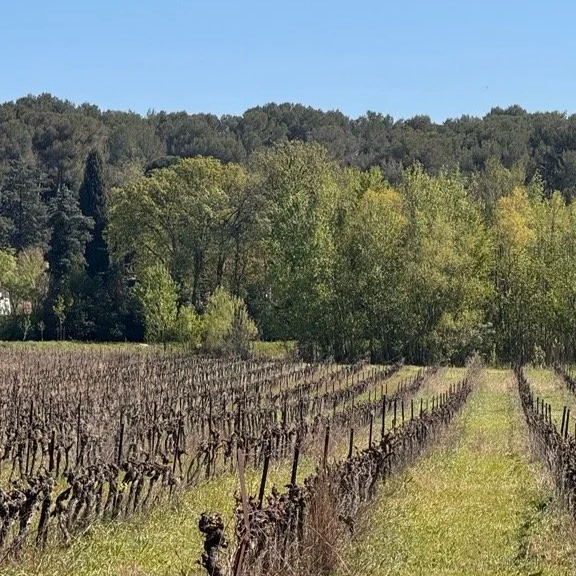 vignes le long de la route de Jacou dans l'Hérault, Occitanie, France