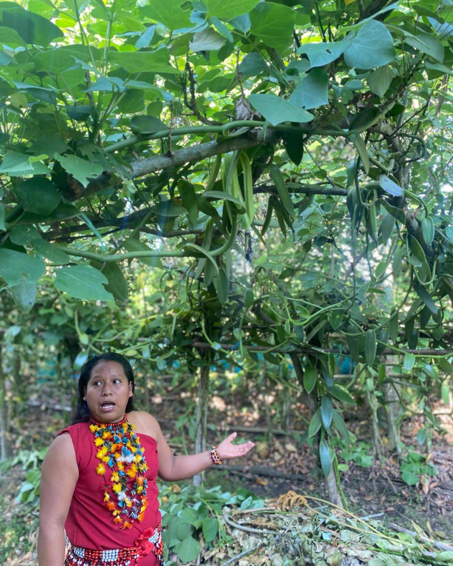 Esta semana tuvimos el placer de visitar junto a @ci_peru y @avaiperu el excelente trabajo que se est&aacute; haciendo en Moyobamba con la vainilla amaz&oacute;nica (Pompona grandiflora). El trabajo de polinizaci&oacute;n que una vez hac&iacute;an la