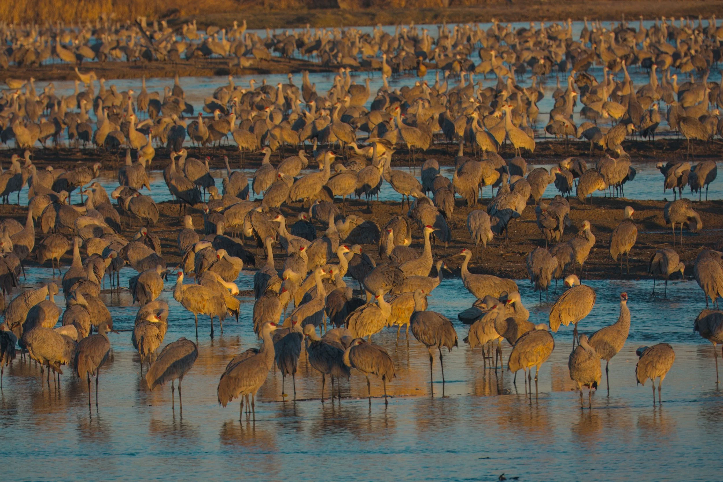 Nebraska Sandhill Crane