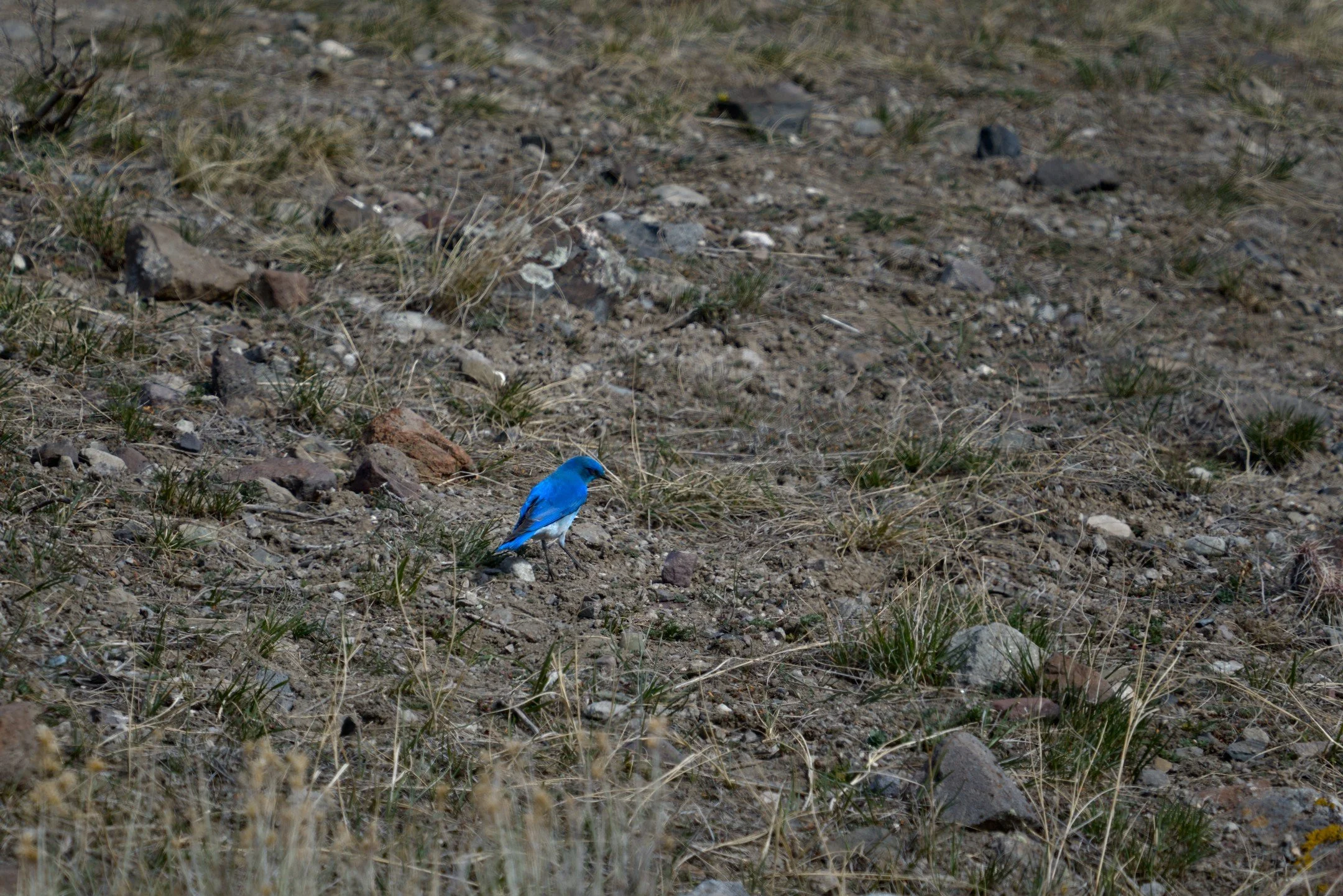 A1_08168.jpg