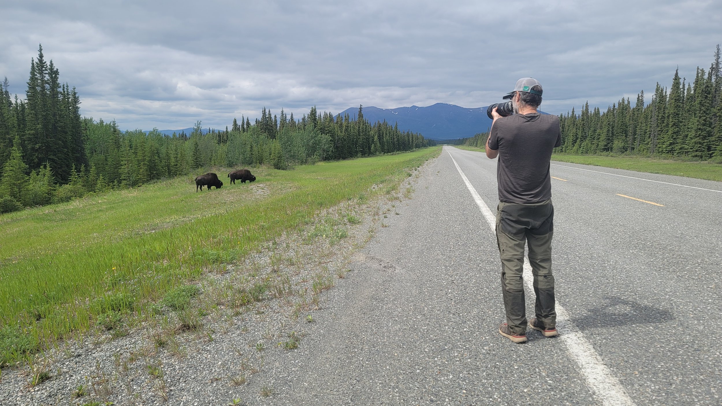 yukon bison.jpg