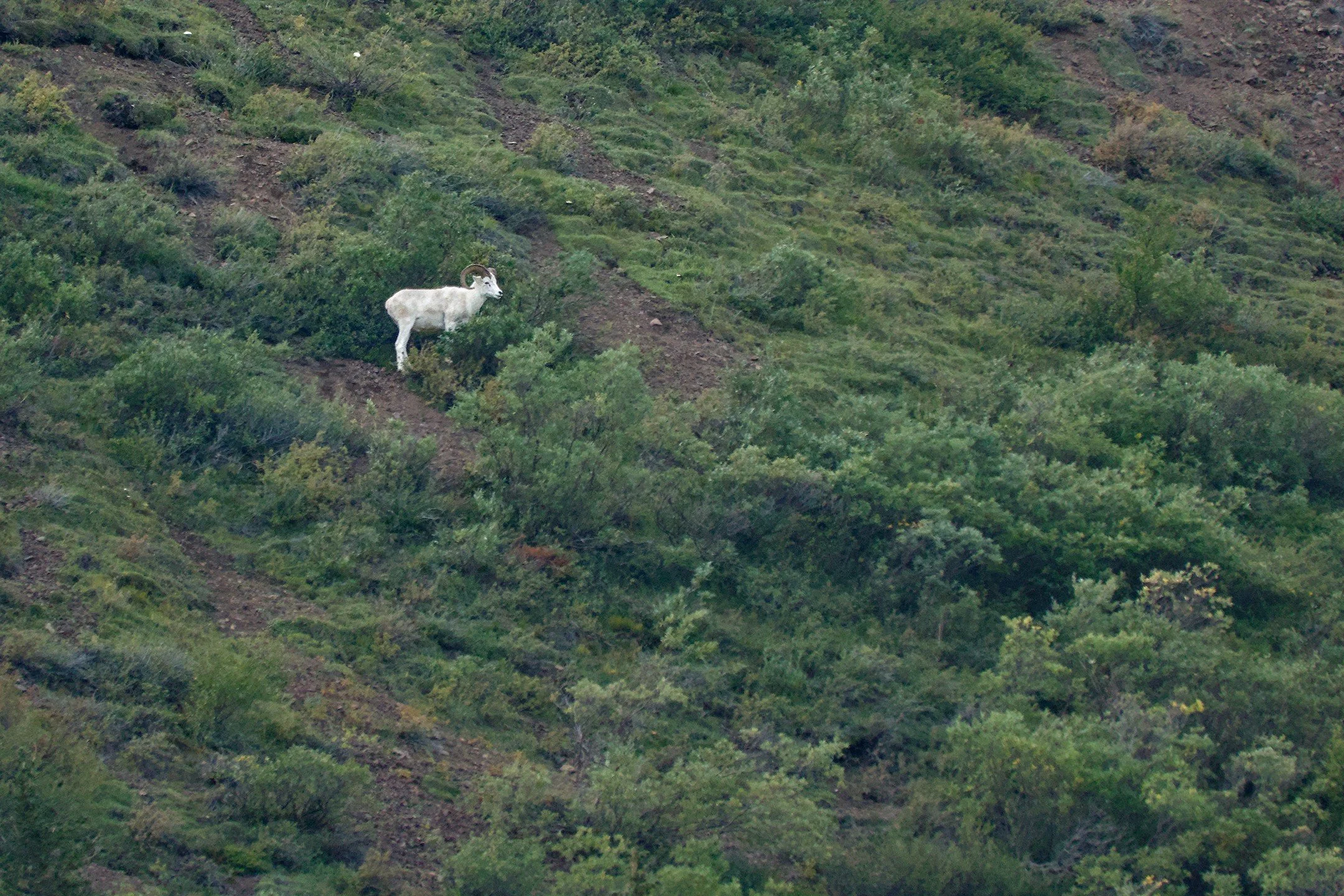 OR_00988.jpg