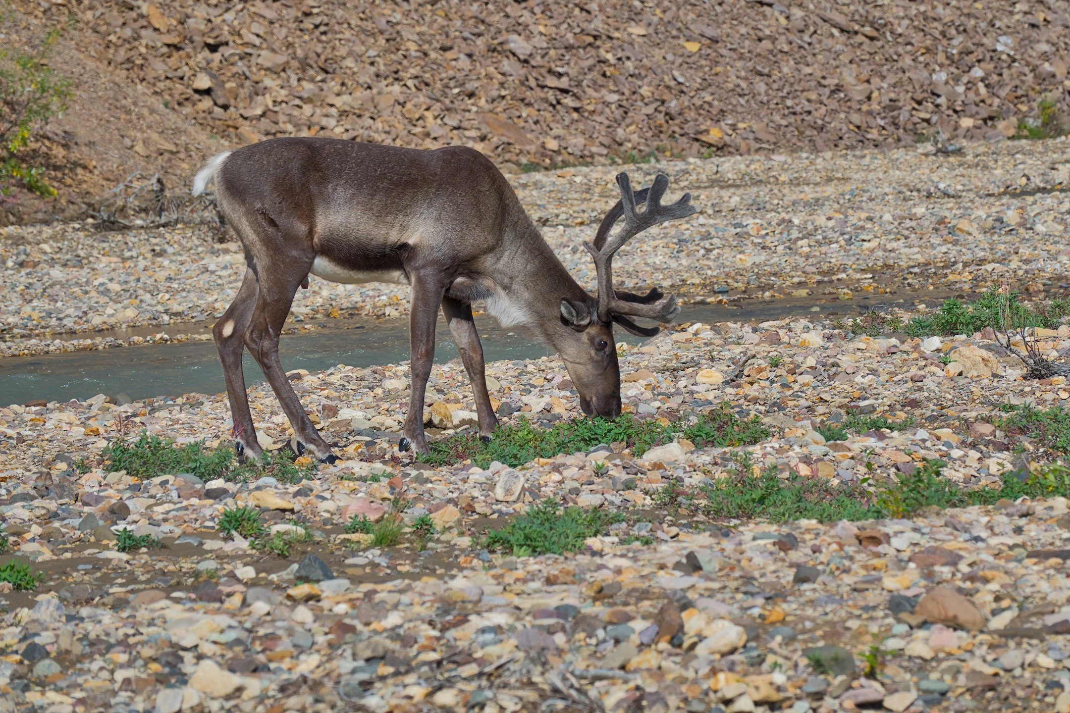 OR_00644.jpg