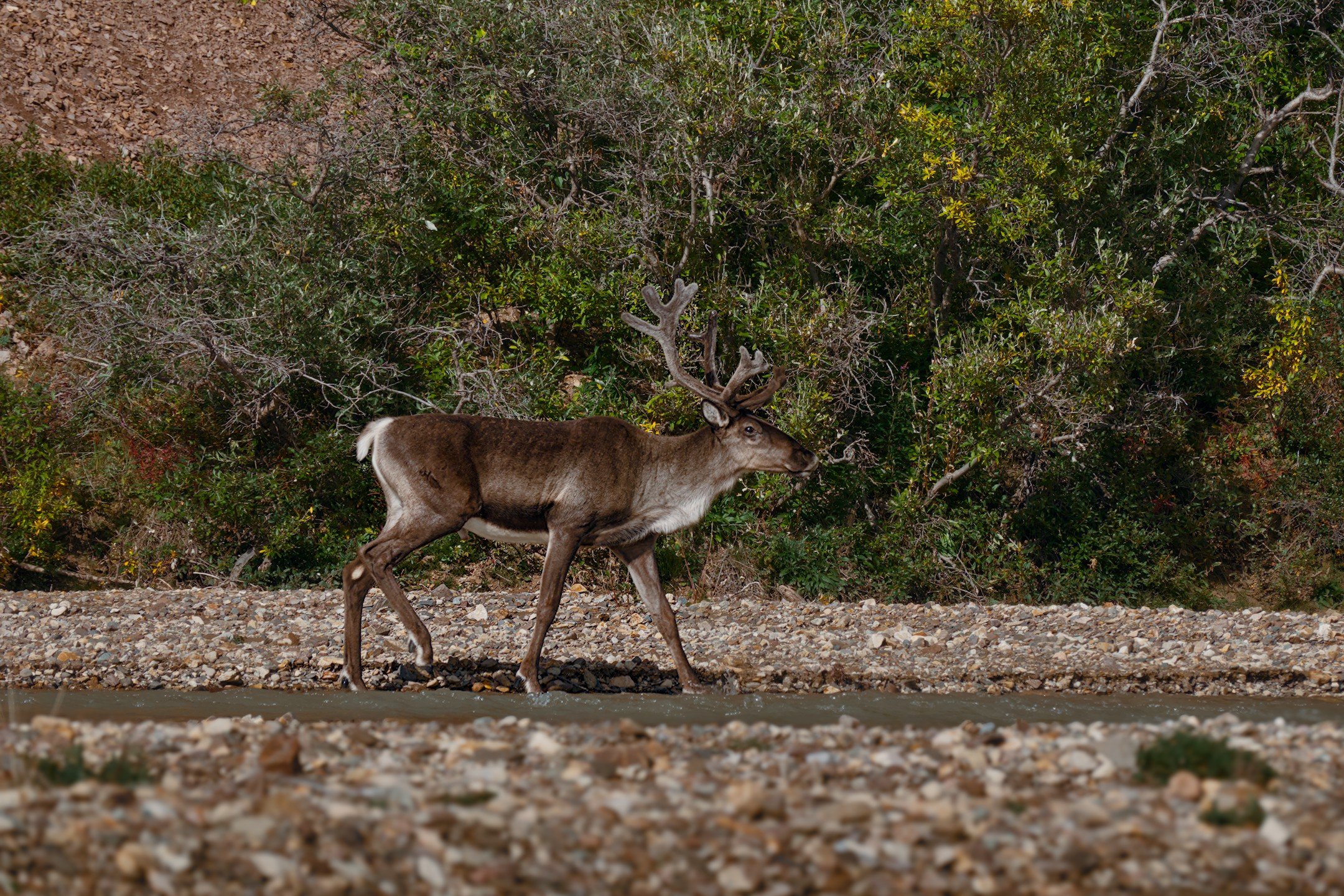 OR_00574.jpg