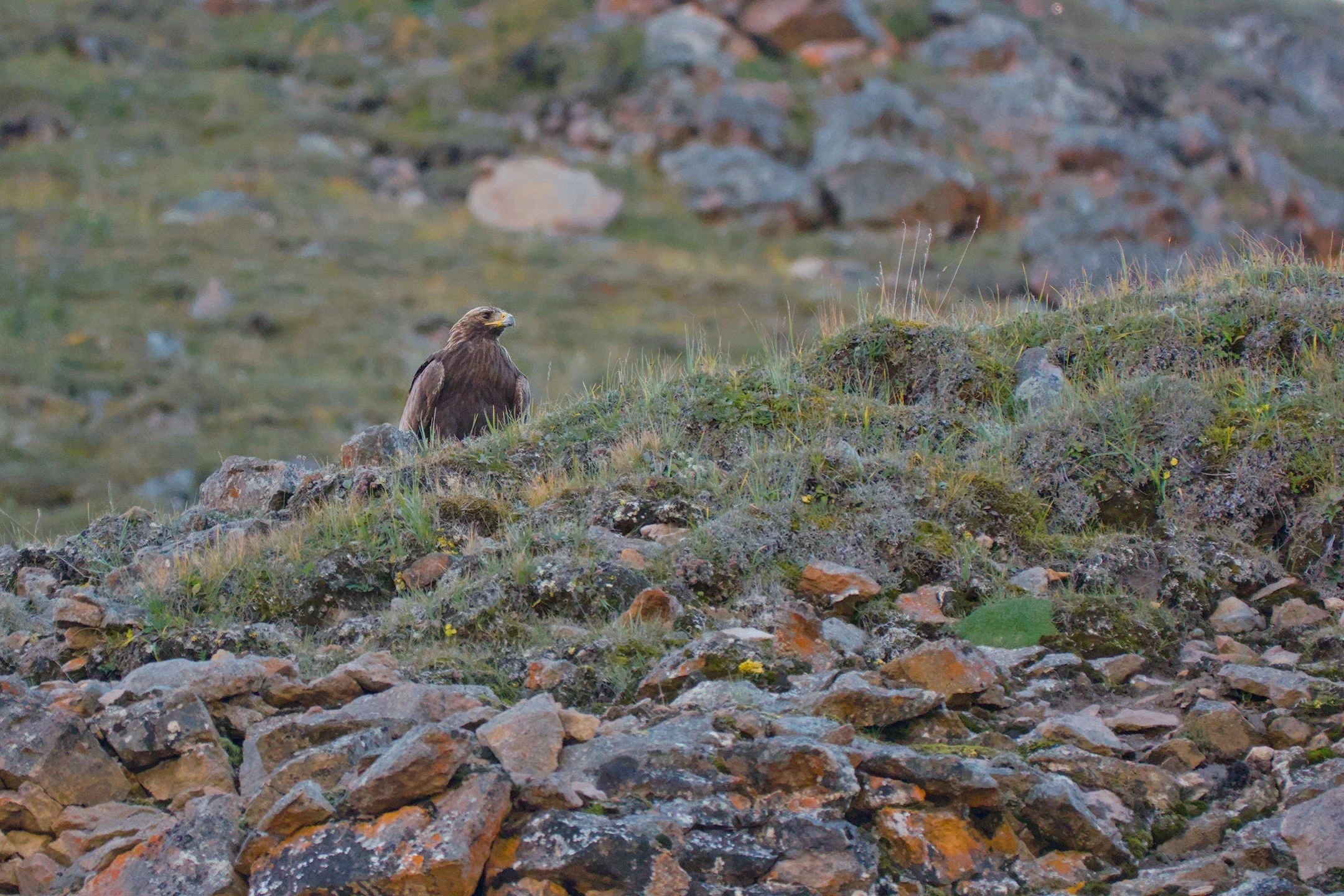 OR_00682.jpg
