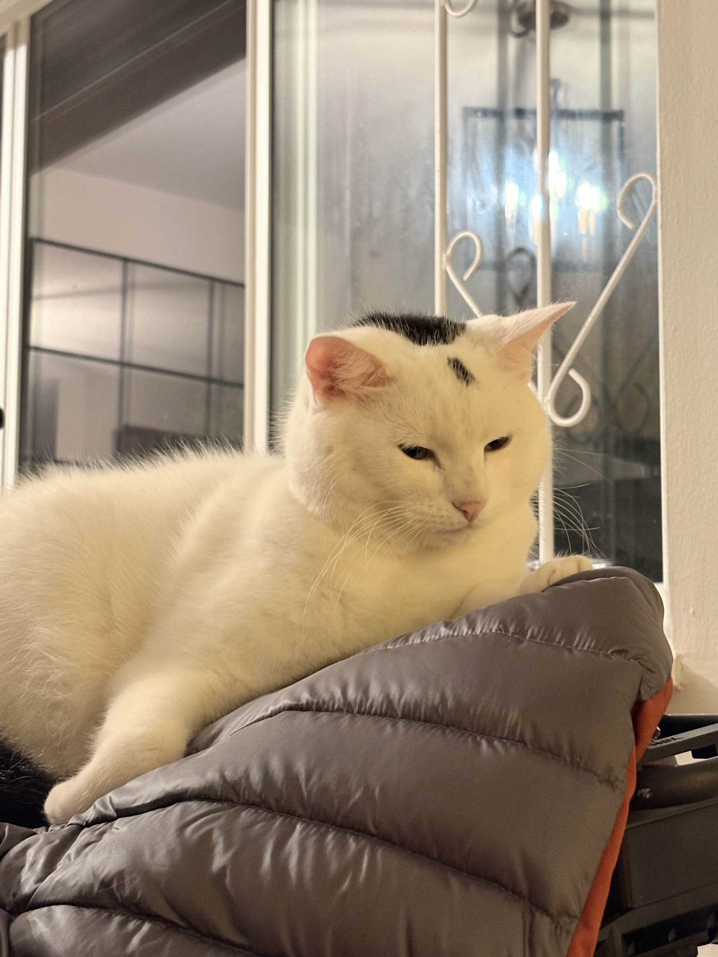 Remaining monetary proposal and preparing to increase pressure