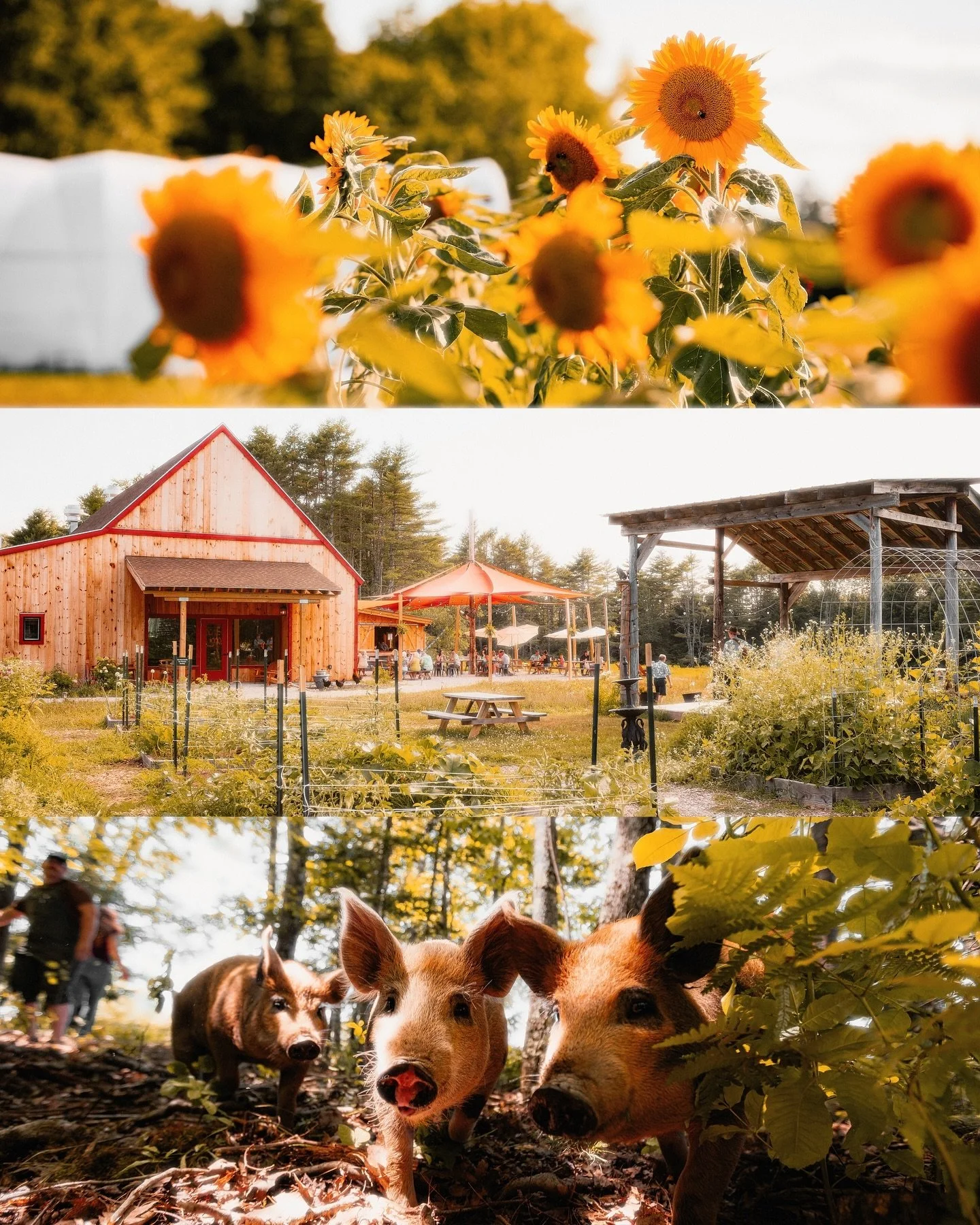 What a summer it has been 🌞🌻🐖🐓
.
.
Spending time capturing moments at @wanderatlongwoods throughout the summer has been a blast to say the least 📸📸
.
.
#camera #farm #photography #farmphotography #animalphotography #animallover #canon #beforeaf