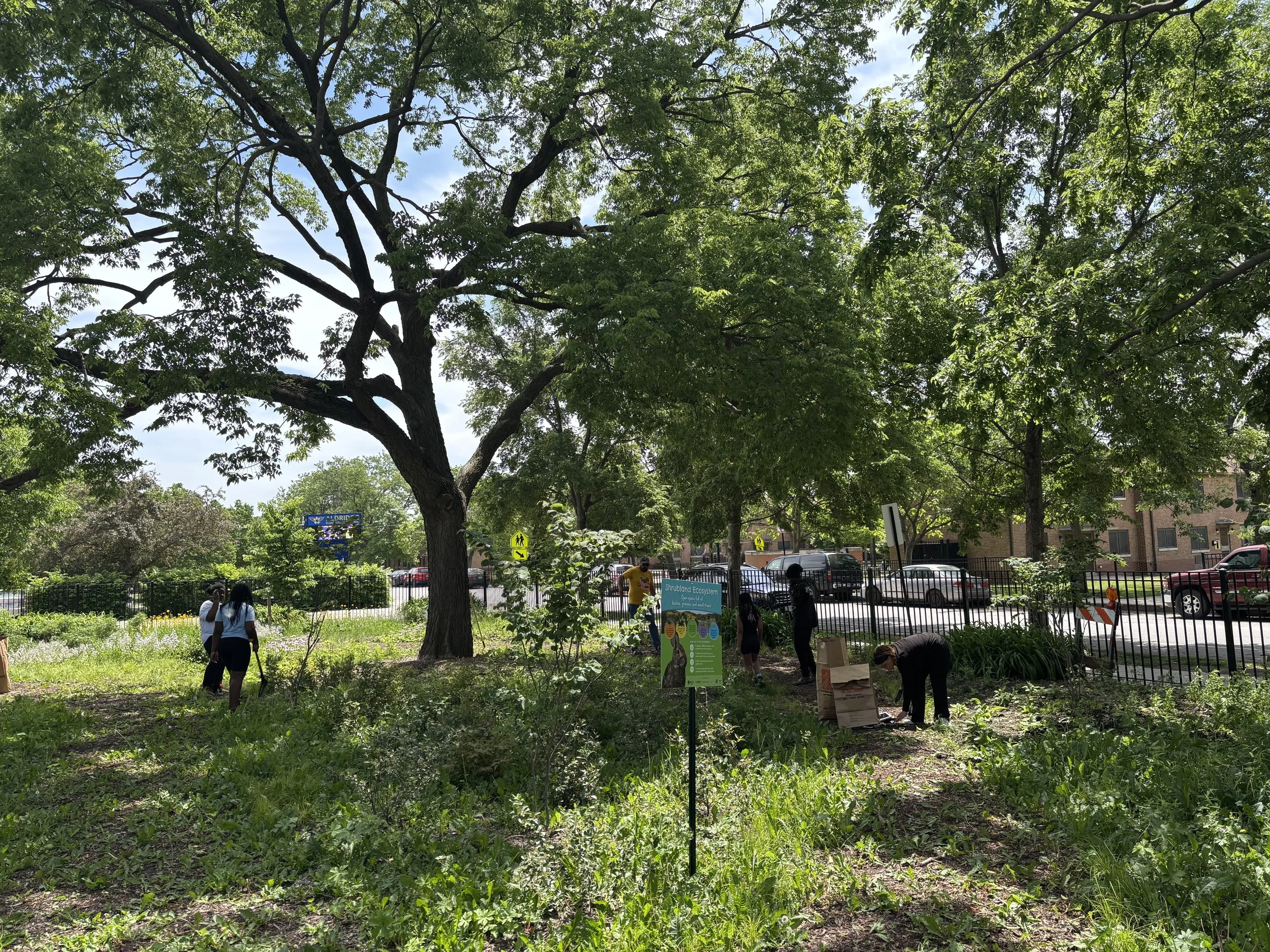 Stewardship in the Rain Garden 