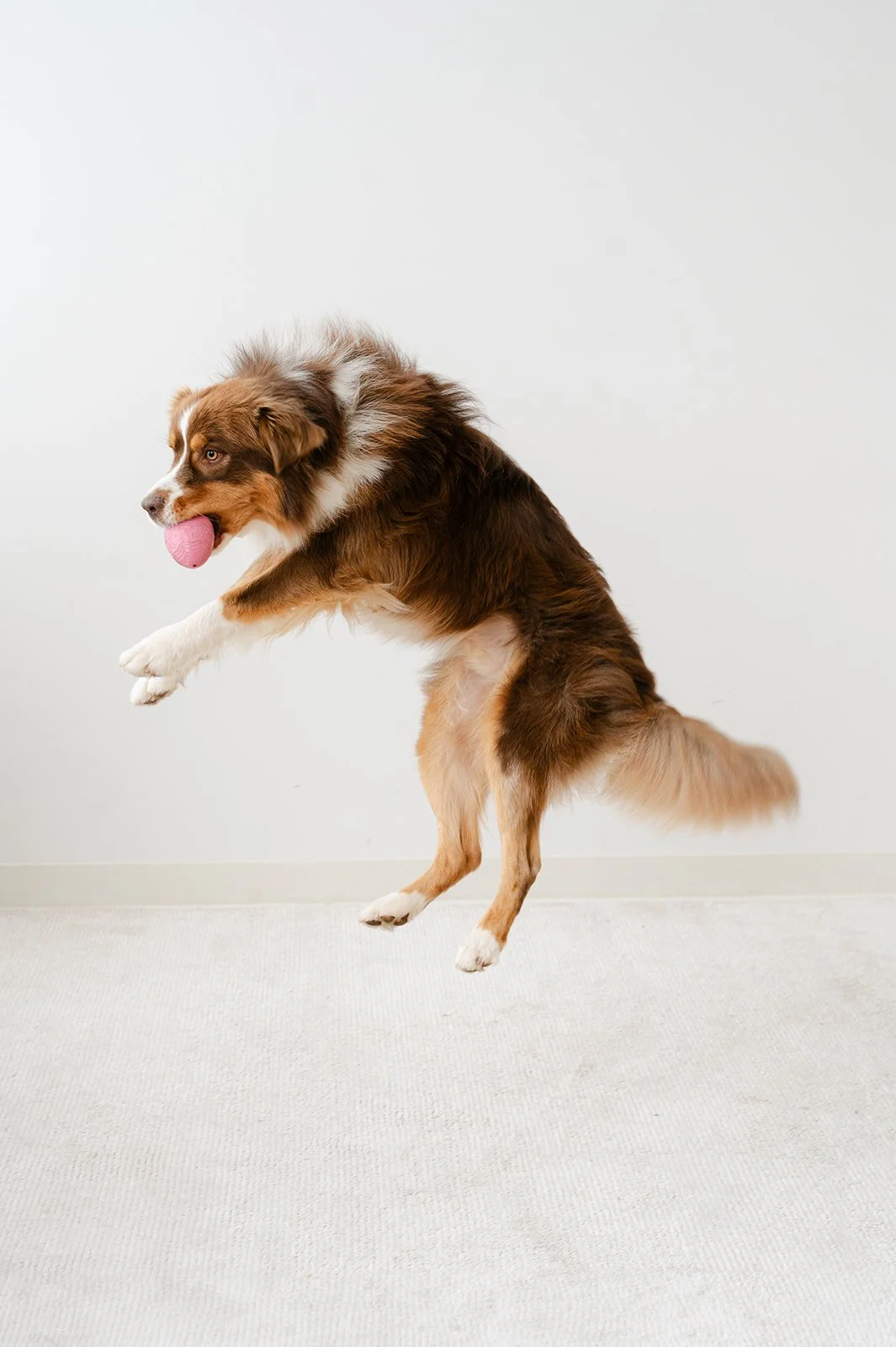 Common Misunderstandings About Herding Breeds