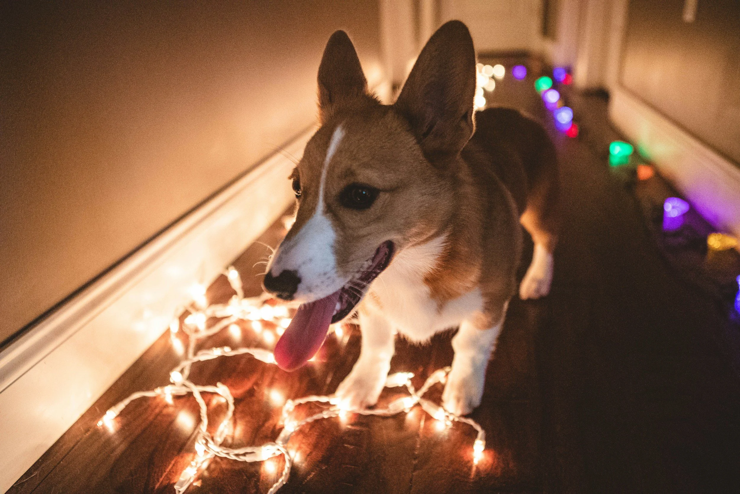 New Year’s Eve &amp; Dogs: How to Keep Your Dog Calm and Safe During Fireworks: Last-Minute Tips