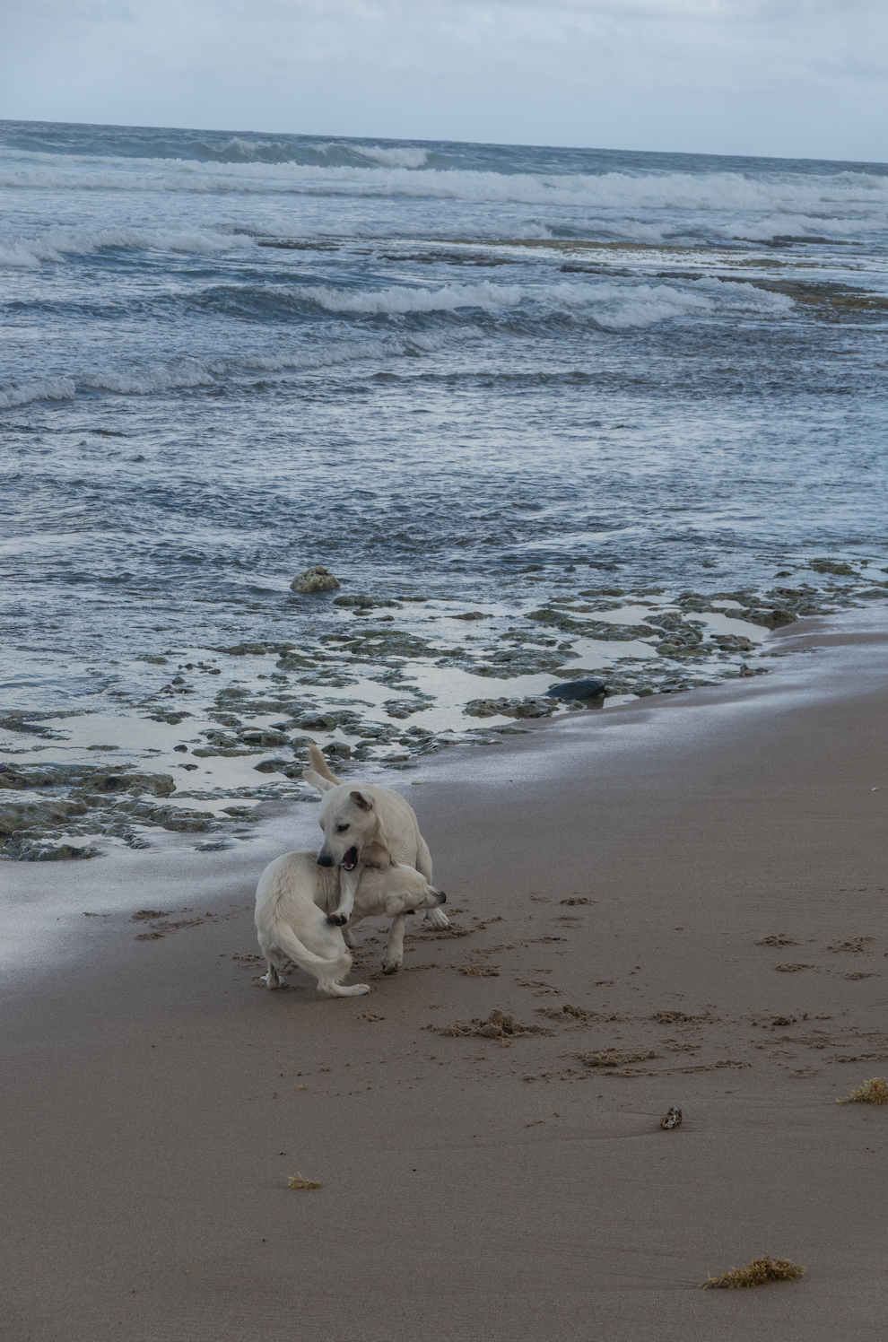 How beach mutts in Barbados shifted my perspective on street dogs.