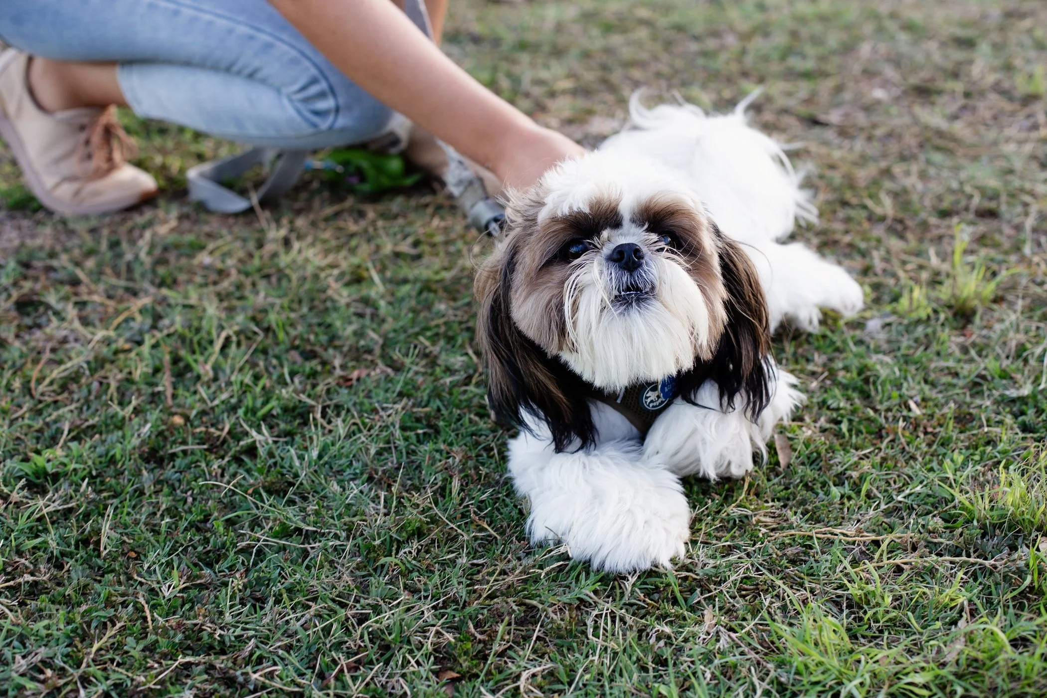 Are Our People-Pleasing Tendencies Affecting Our Dogs’ Trust?
