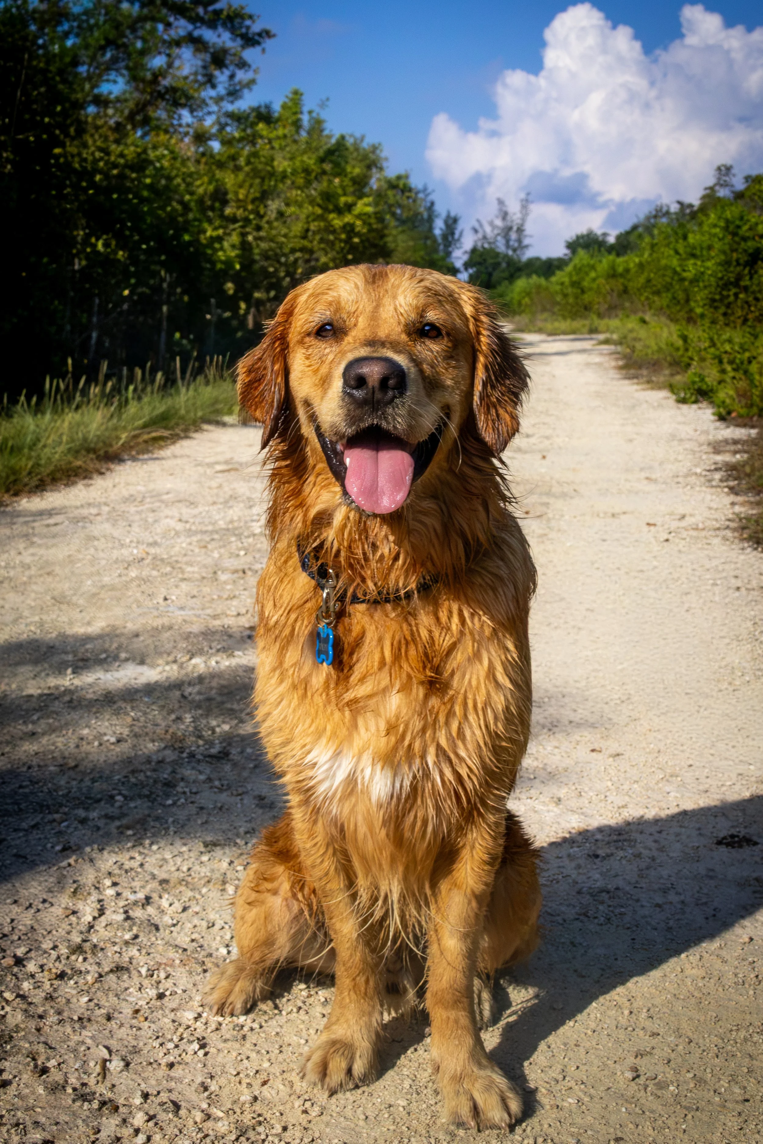 Ralph the Lab from Cayman Islands