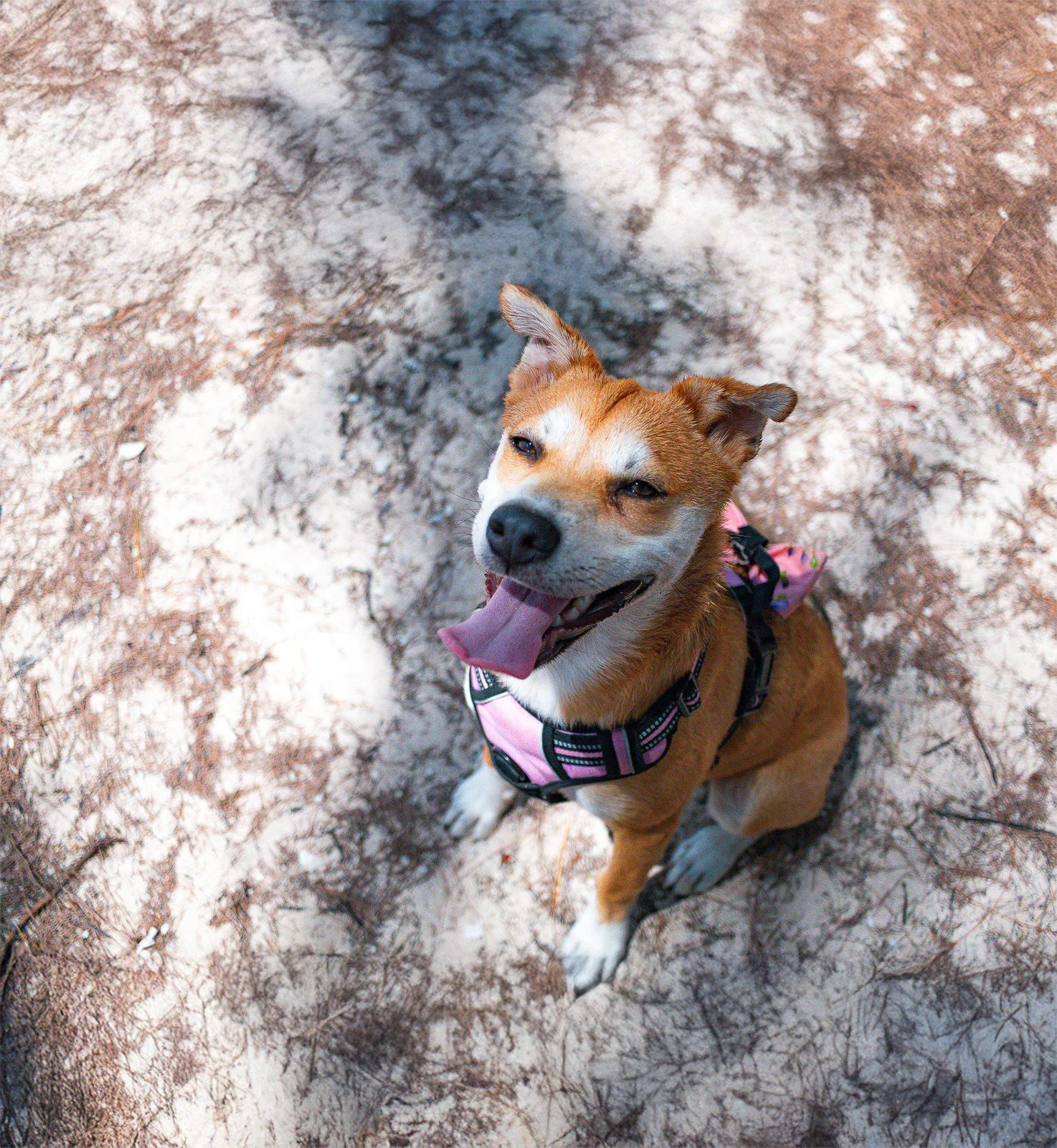 Mabel happy pup from Cayman Islands
