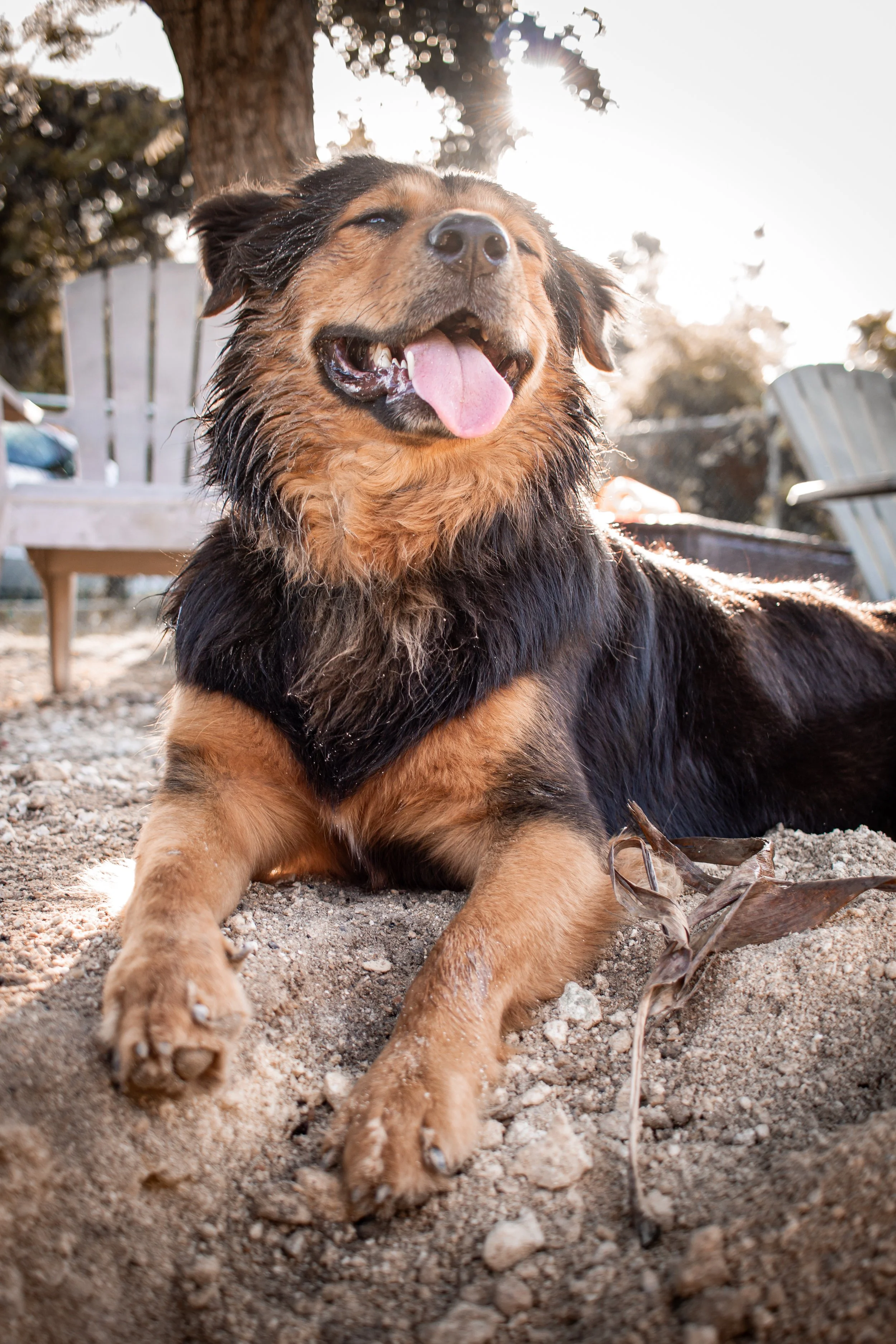 Big Pup Scout from Cayman Islands