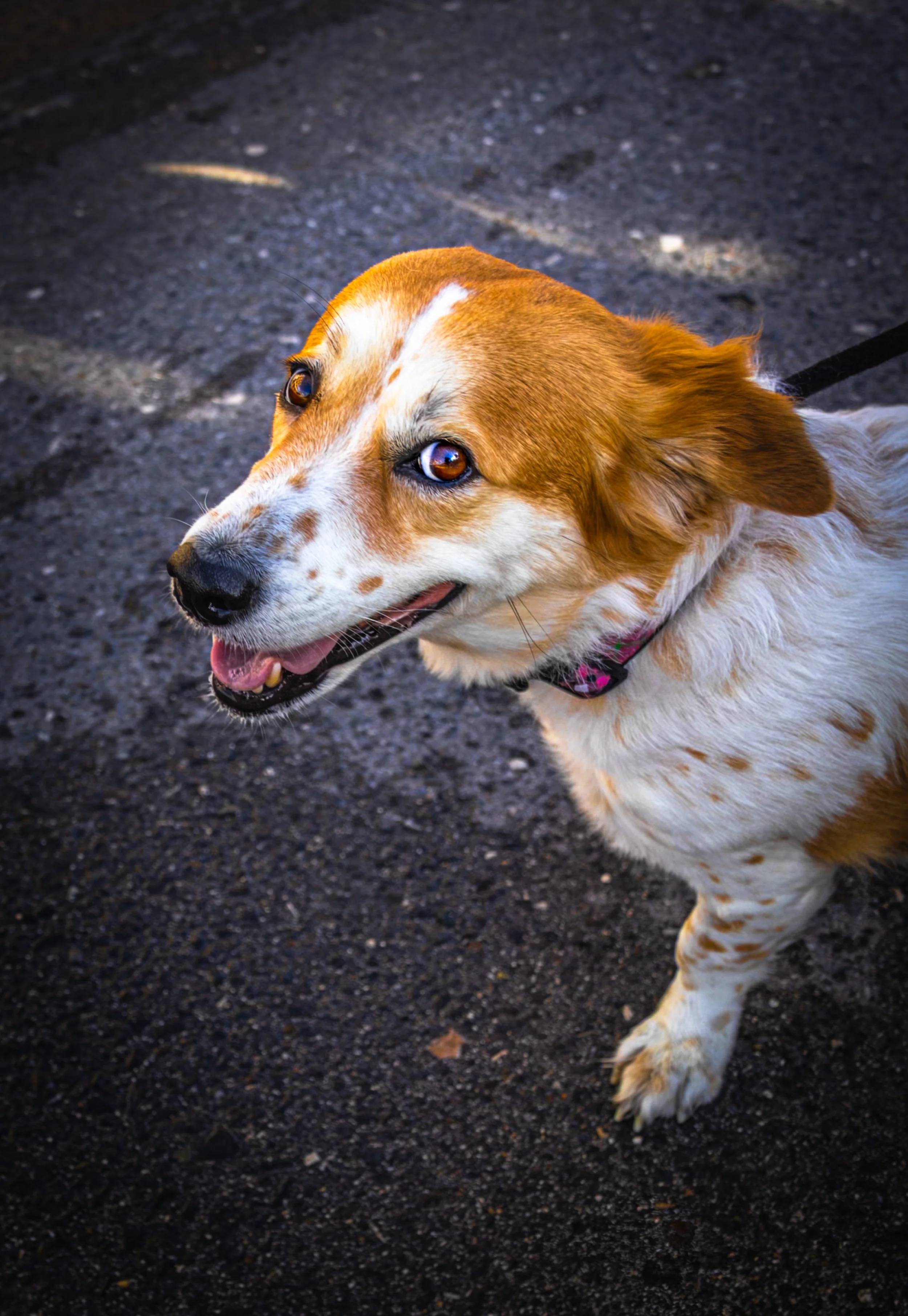 Corgi mixed pup from George Town, Cayman Islands