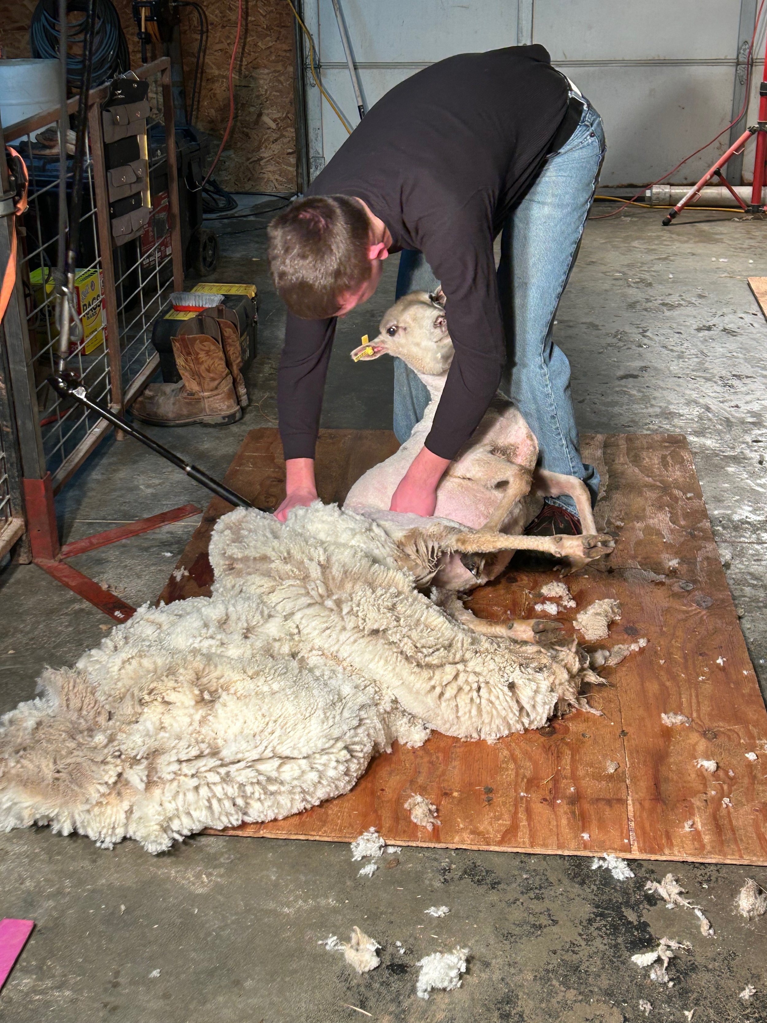 Learn How to Skirt a Fleece