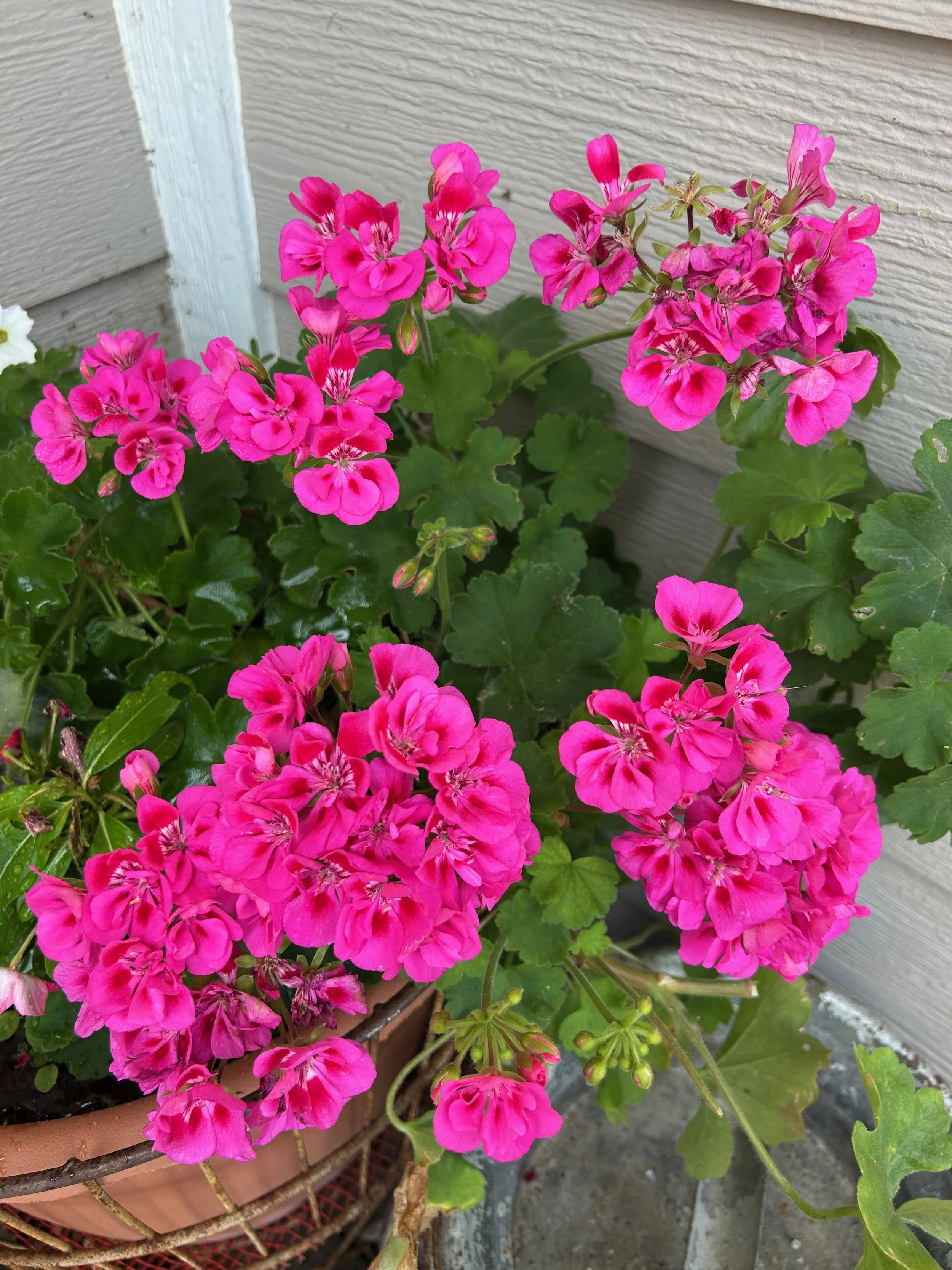 IMG_7233.jpeg