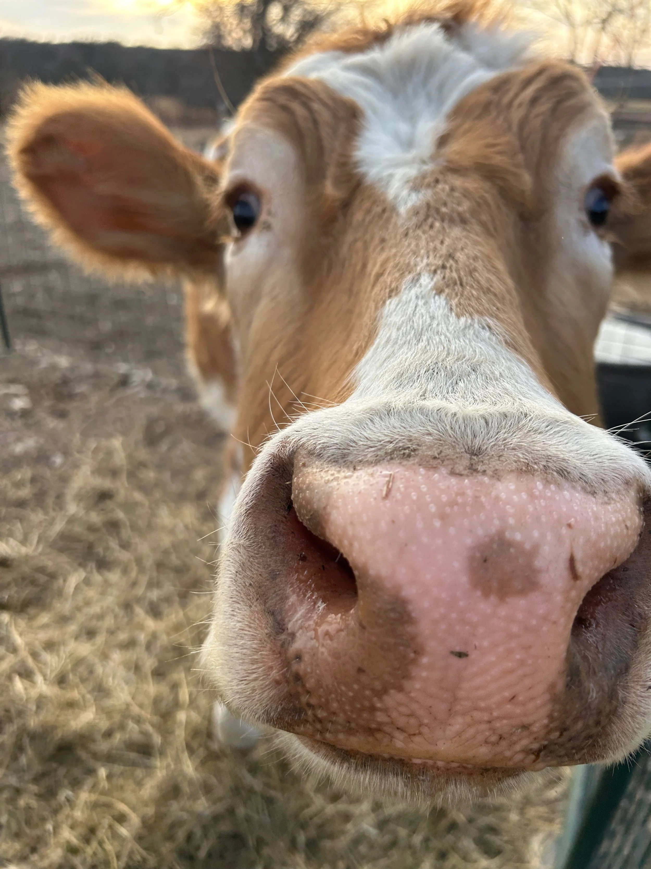 This Week on the Ranch - February 6, 2026