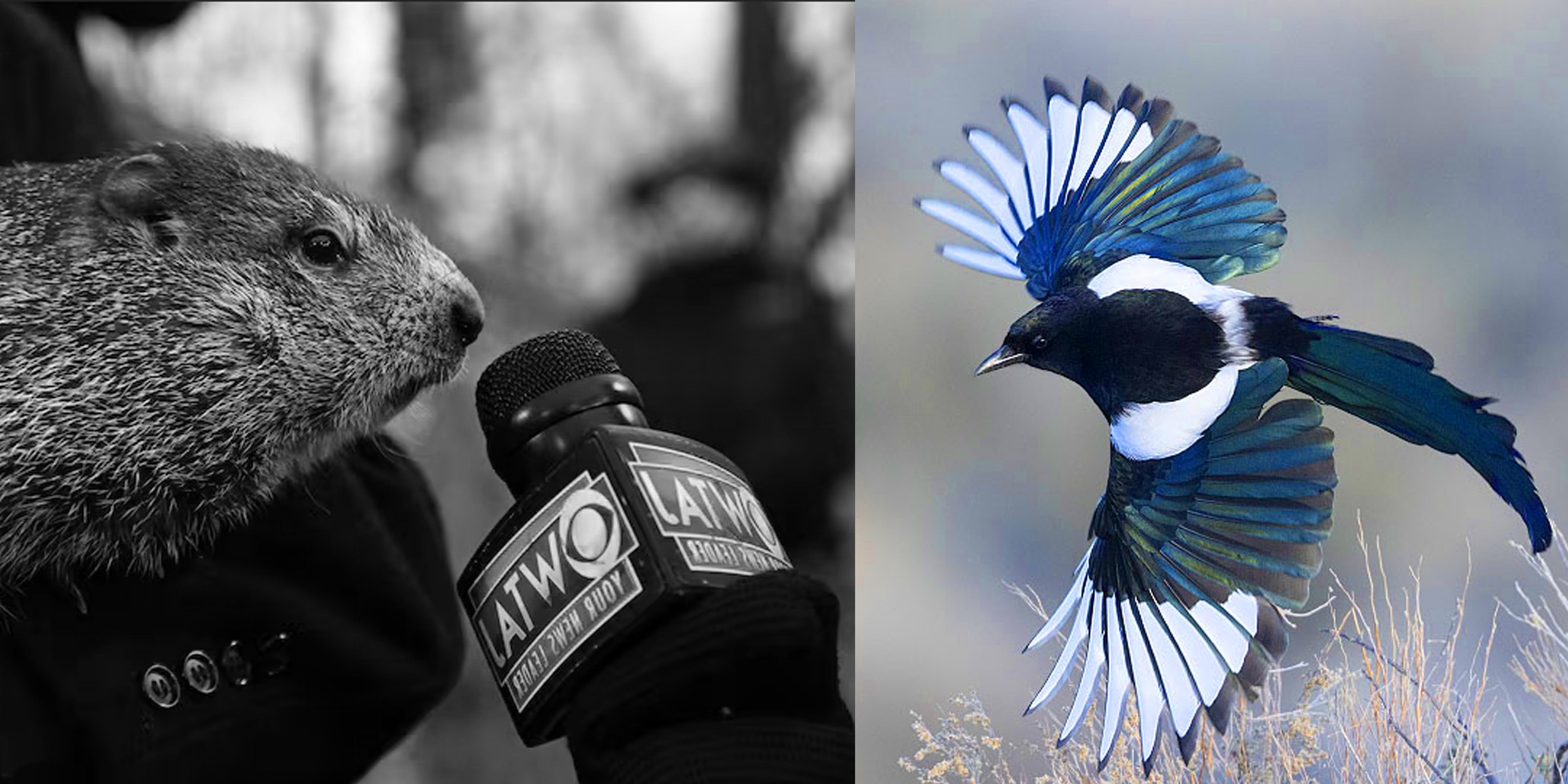 Move Aside, Groundhog: Magpie Day Predicts Transit Incidents and Usefulness in Edmonton (Satire/Comedy Article)