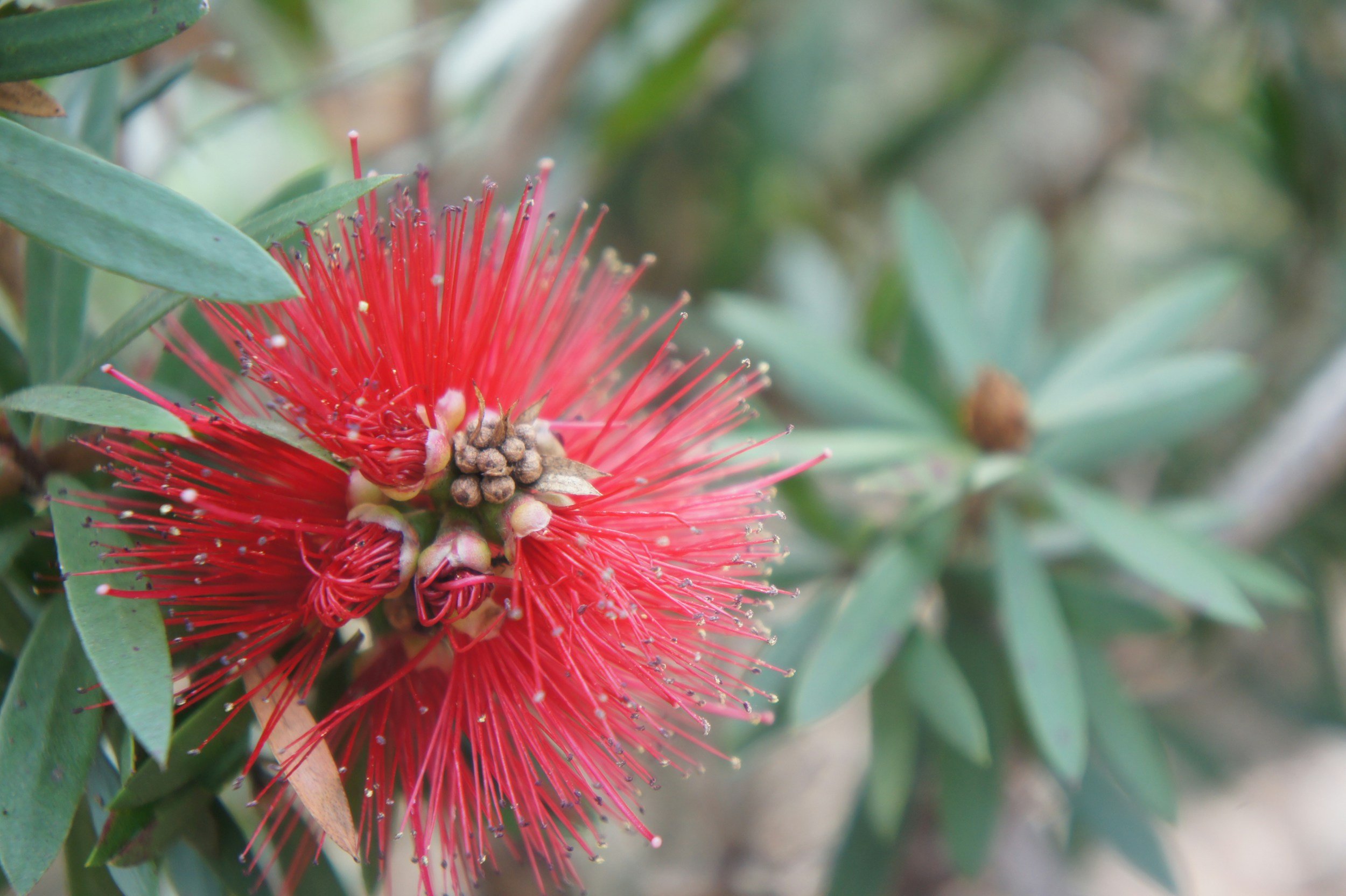 A close-up of a red bottlebrush flower with long, thin, bright red stems and small white anthers, surrounded by green leaves.