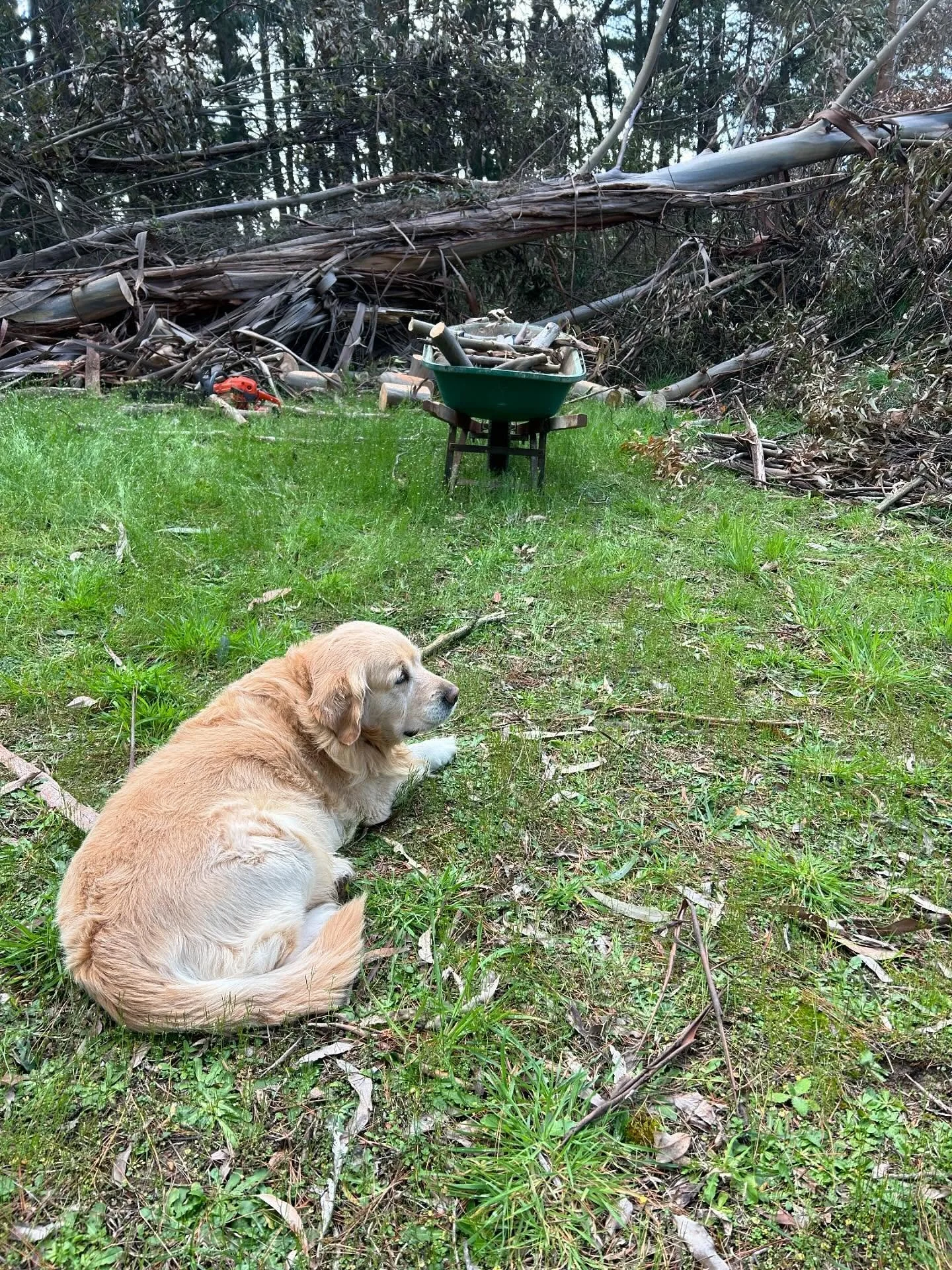Grommit surveys the latest wood delivery at the Goose!