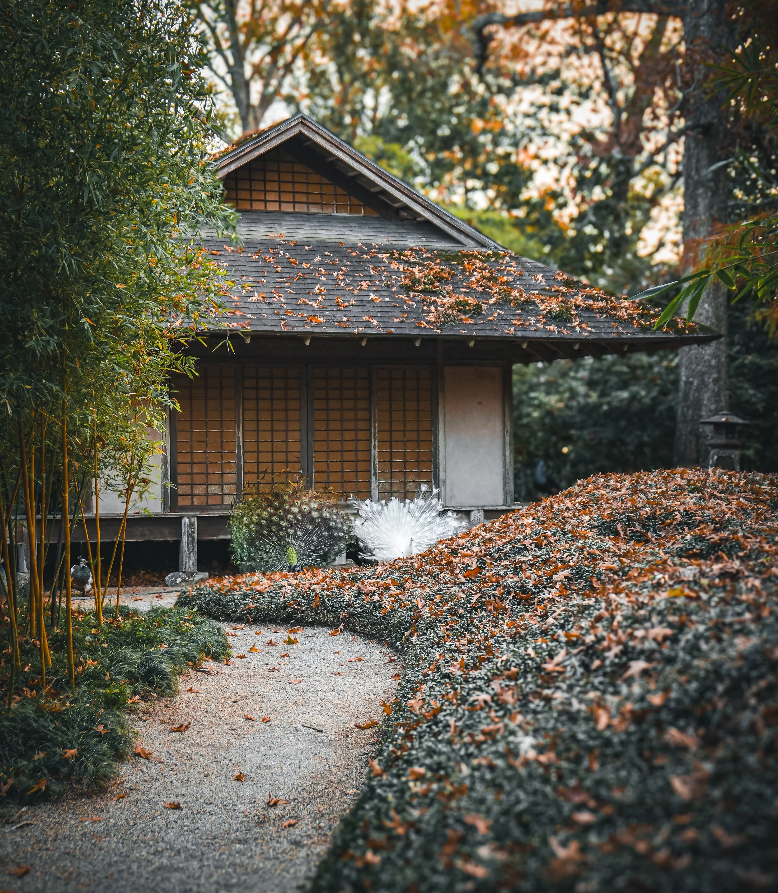 A6700467.jpg