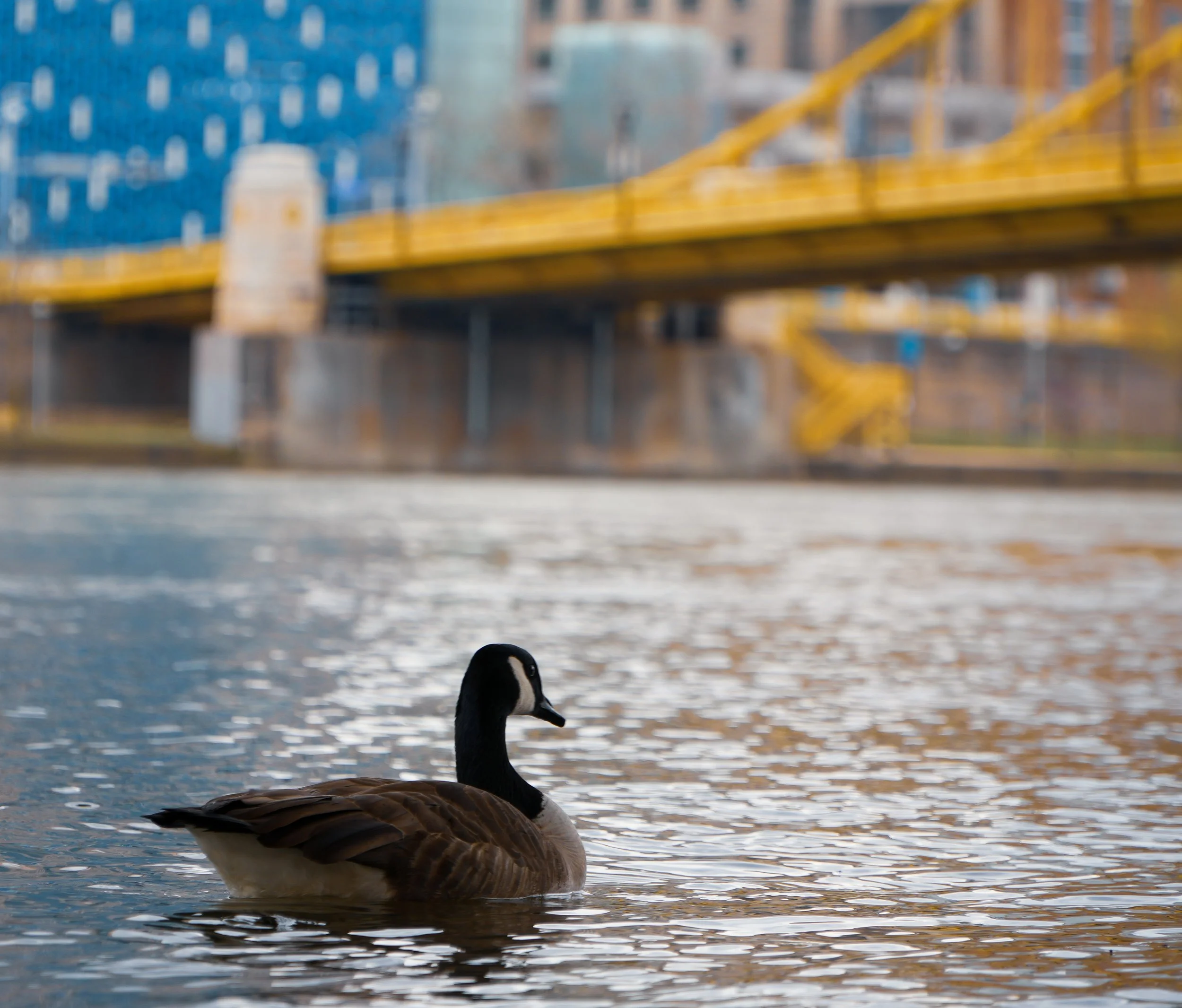 A Canada goose swimming in a body of water near an urban area, with a yellow bridge and modern buildings in the background.