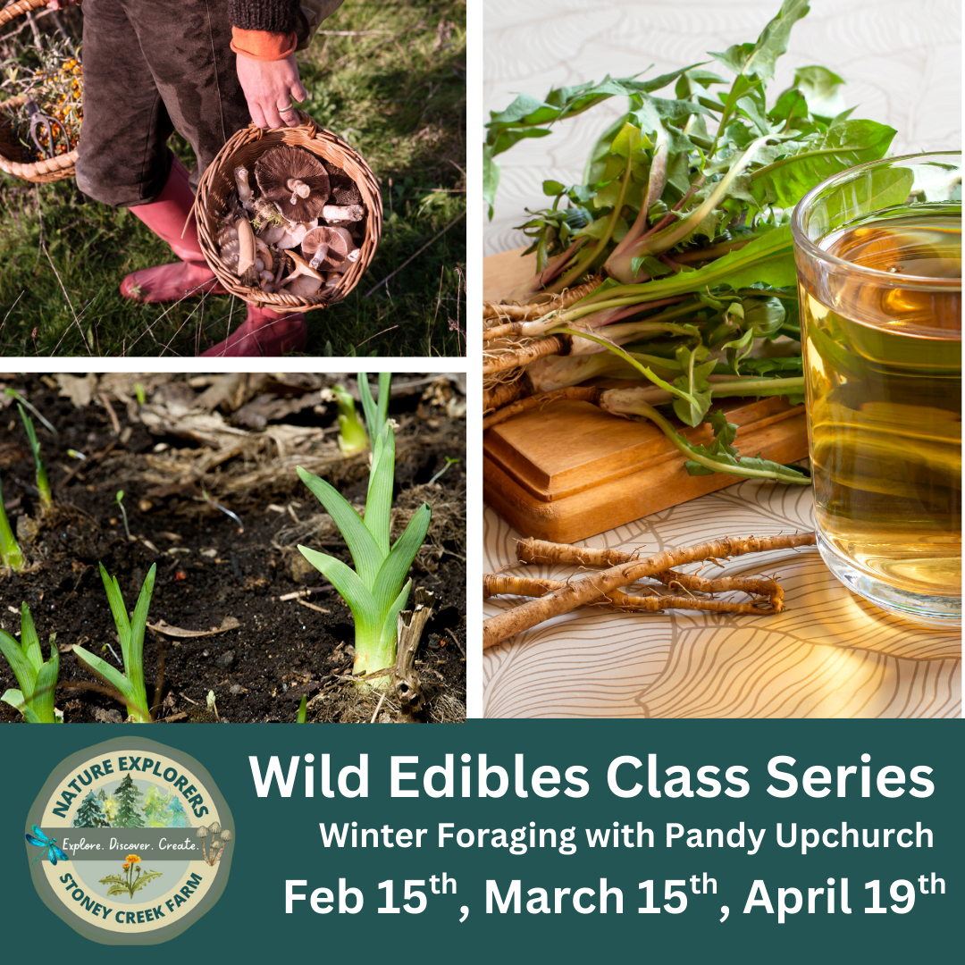 Winter Foraging Classes