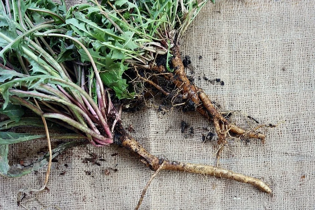 Dandelion Root