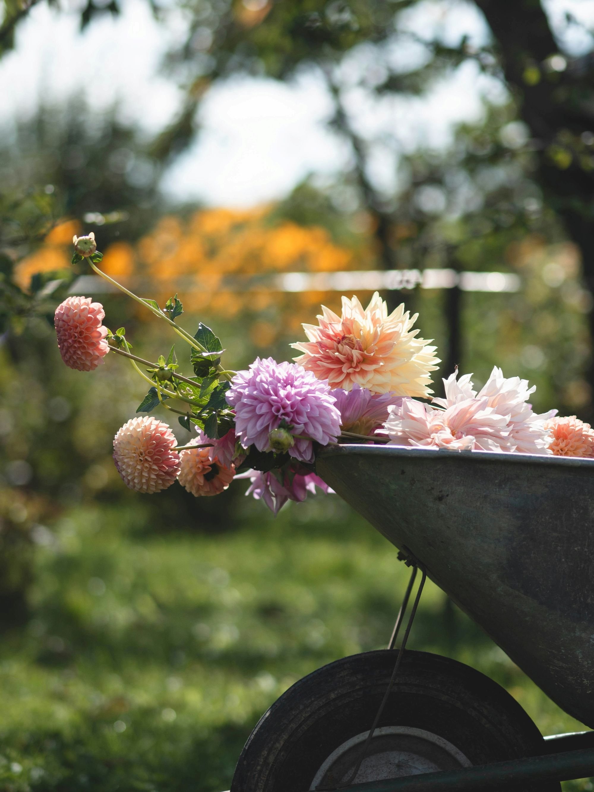 Dahlias in a wheelbarrow on the flower farm