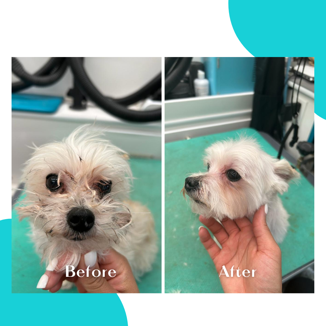 Before-and-after dog grooming transformation by Paw Printz Pet Care, showing a small white dog with an overgrown coat before grooming and a fresh, shorter trim with a neatly shaped face afterward.