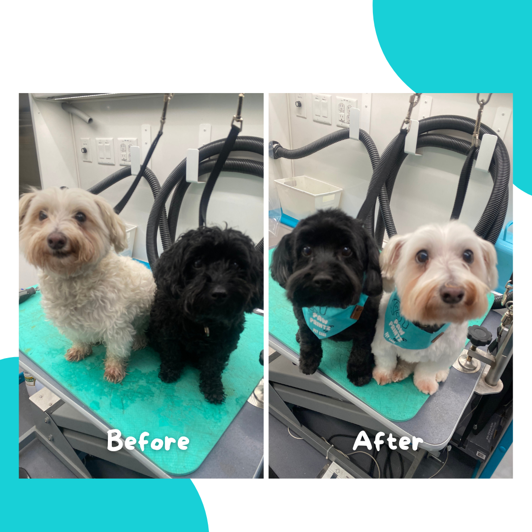 Before-and-after dog grooming transformation by Paw Printz Pet Care, showing two small dogs before grooming and after fresh trims with neatly shaped faces and clean, well-maintained coats.