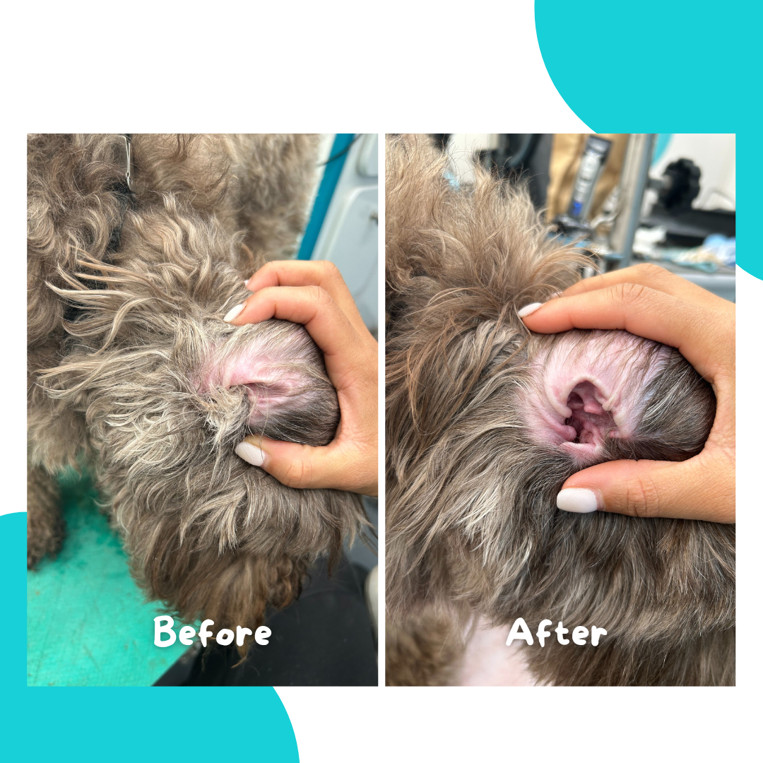 Before-and-after dog ear care by Paw Printz Pet Care, showing the ear before grooming and after gentle cleaning with a cleaner, tidier ear area and reduced visible buildup.