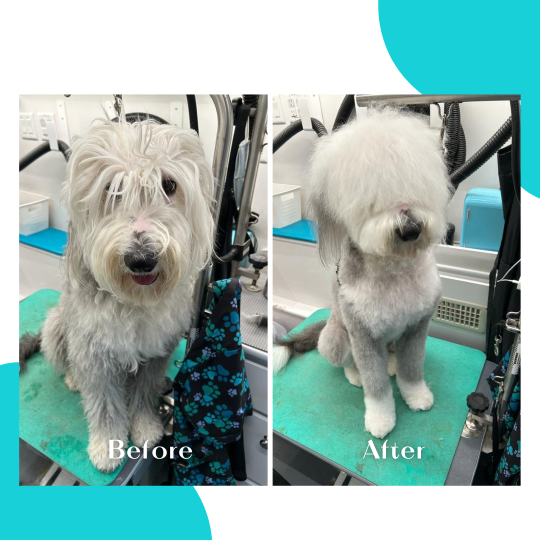 Before-and-after dog grooming transformation by Paw Printz Pet Care, showing a long, shaggy coat before grooming and a fresh, shorter trim with a clean, rounded finish.