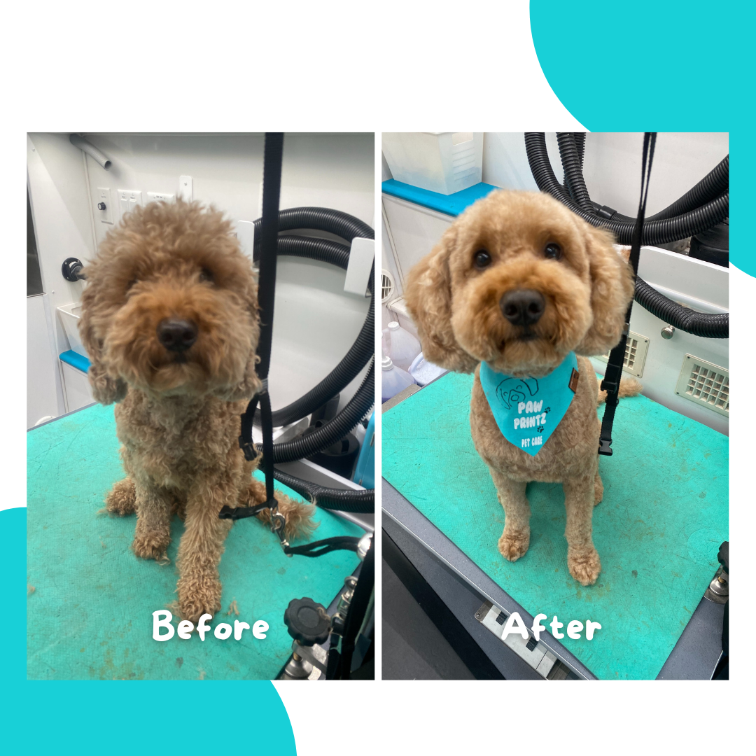 Before-and-after dog grooming transformation by Paw Printz Pet Care, showing a curly-coated dog before grooming and after a fresh trim with a neatly rounded face and shorter, well-shaped coat.