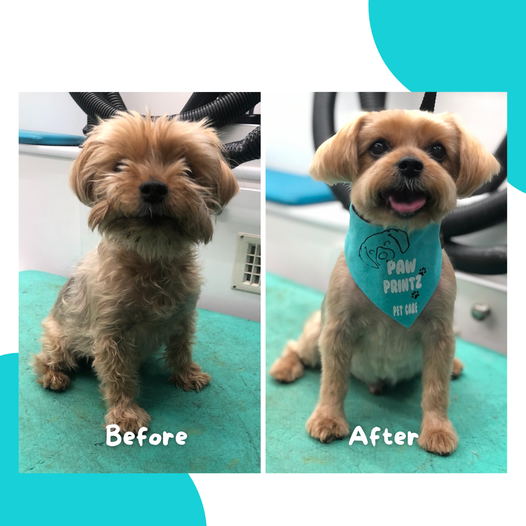Before-and-after dog grooming transformation by Paw Printz Pet Care, showing a small brown dog before grooming and after a fresh trim with a neatly shaped face and shorter, tidy coat.