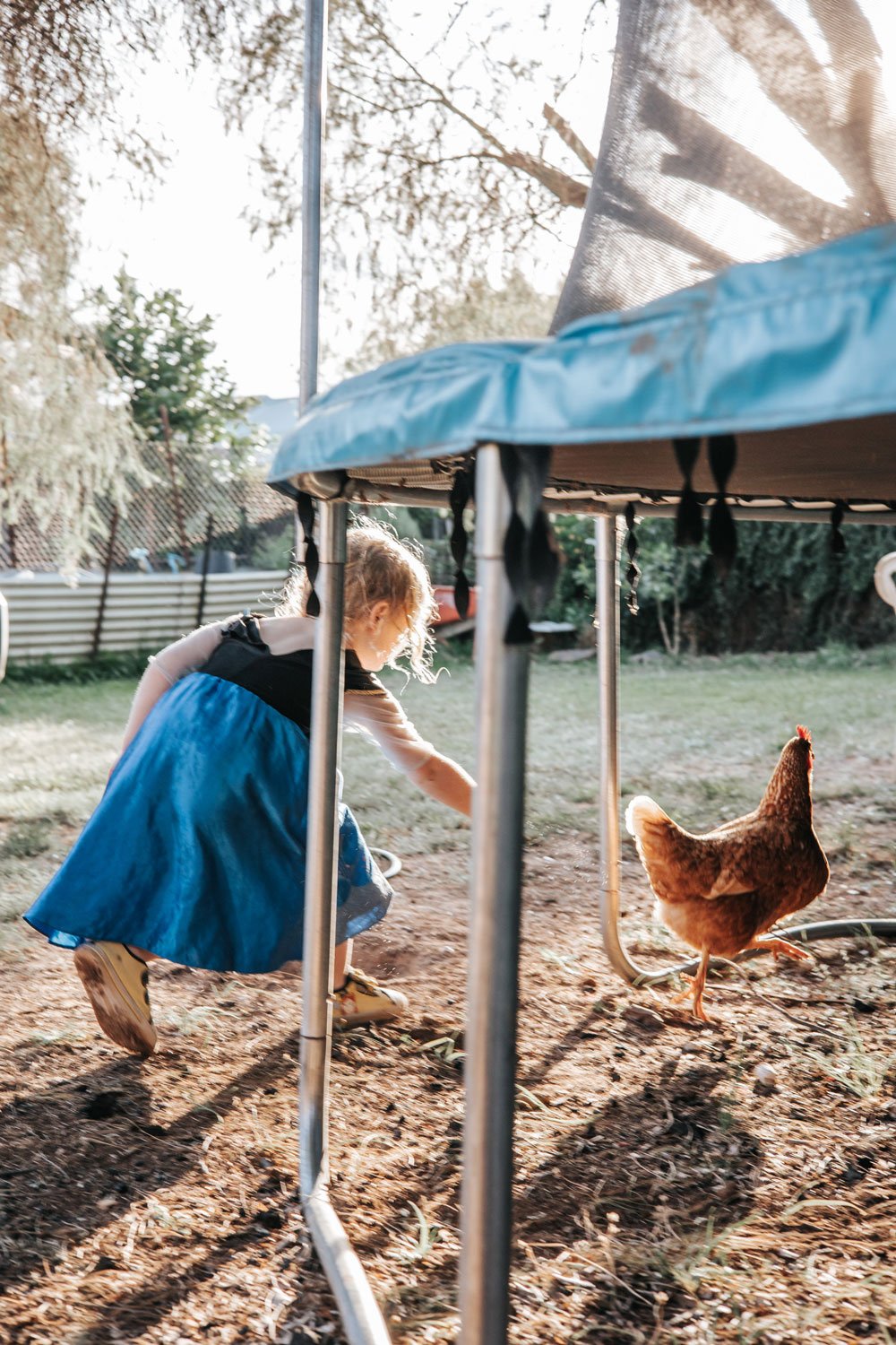 Young girl in a Snow White gown chasing after a red hen in her backyard